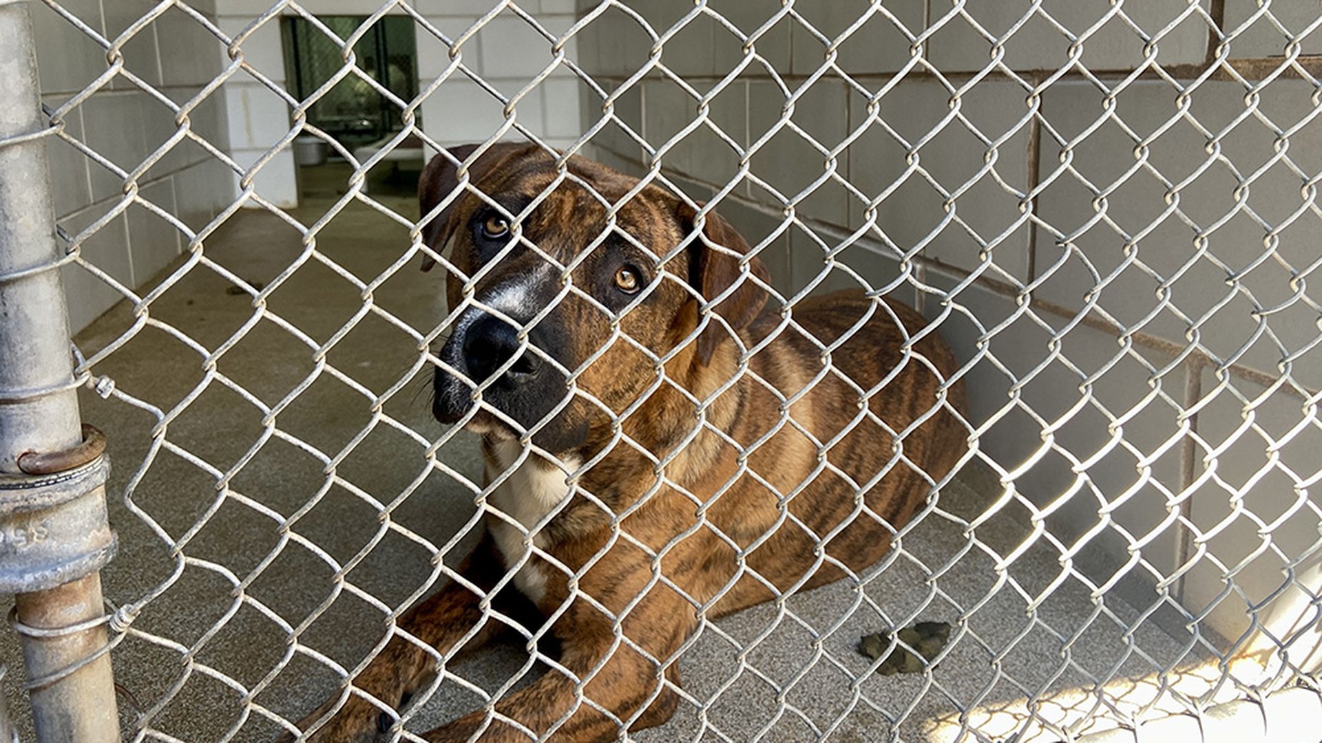 A dog sits in an Animal Care & Control kennel.