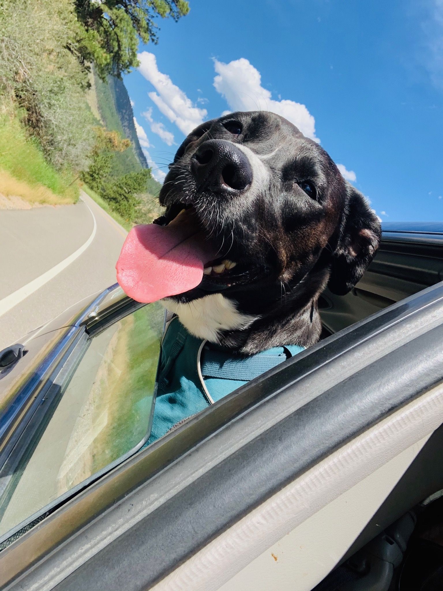 A photo of a dog panting out the car window
