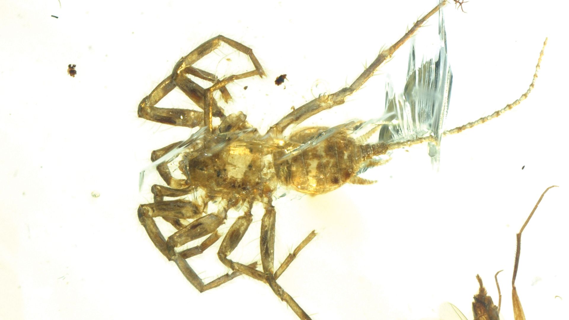This bizarre creature, found preserved in amber, has the head, abdomen, and 8 legs of a spider. The rest, including a whip-like tail, is something out of your worst dreams.
