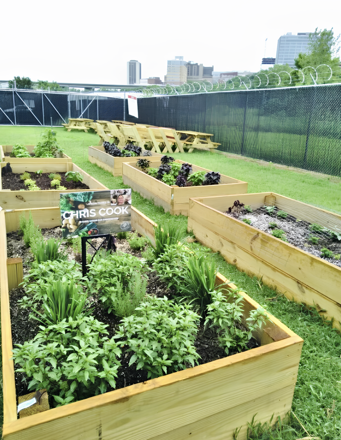 A garden surrounded by jail fencing 