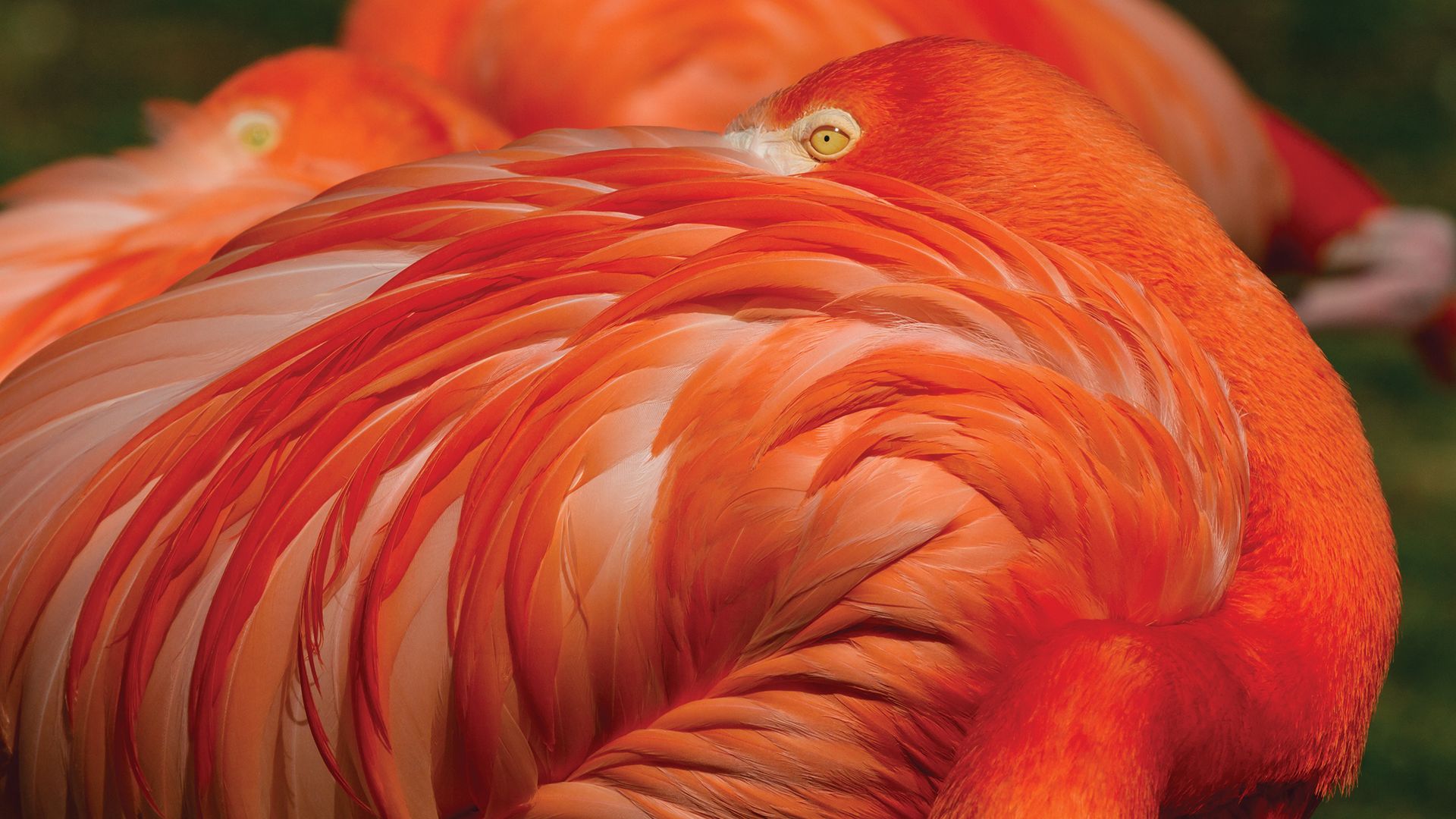 A flamingo at the Philadelphia Zoo