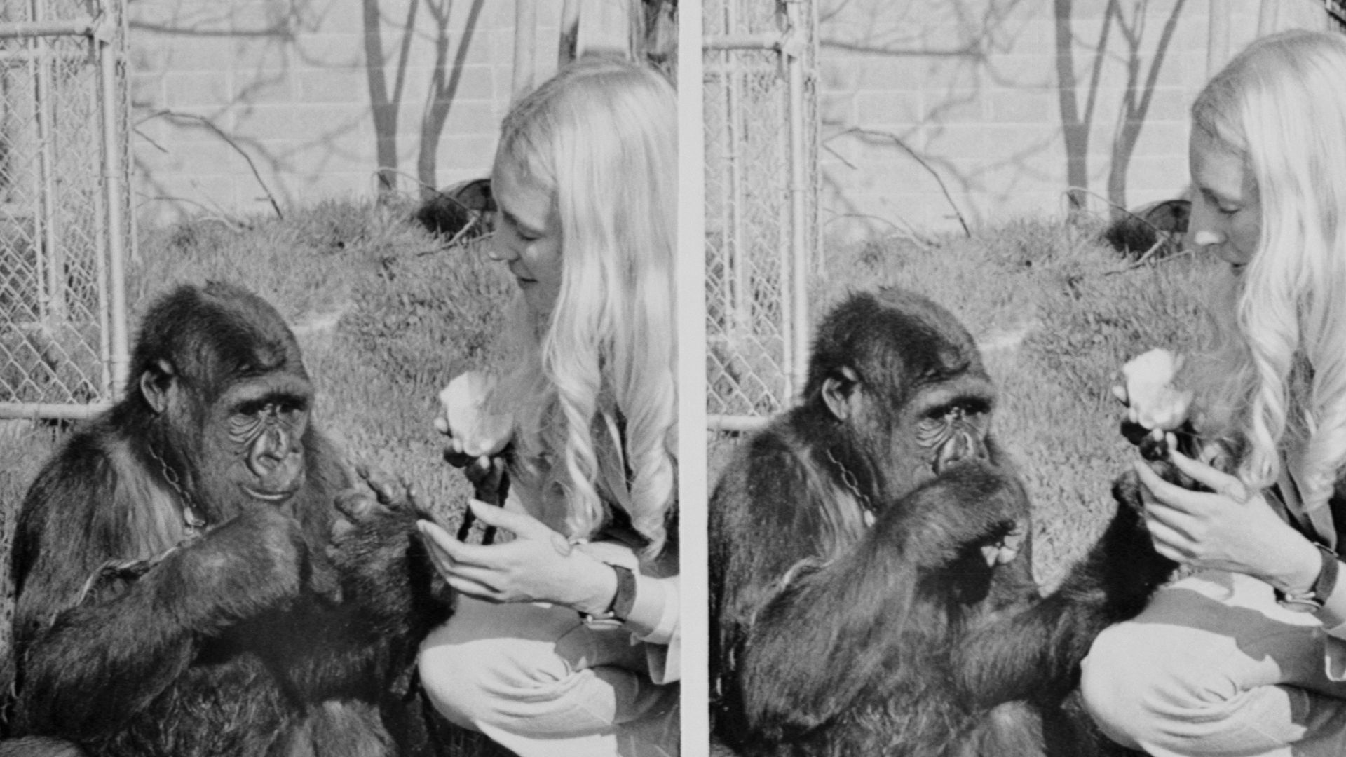 Koko asks for an orange from mentor Penny Patterson by extending her left arm away from her body.