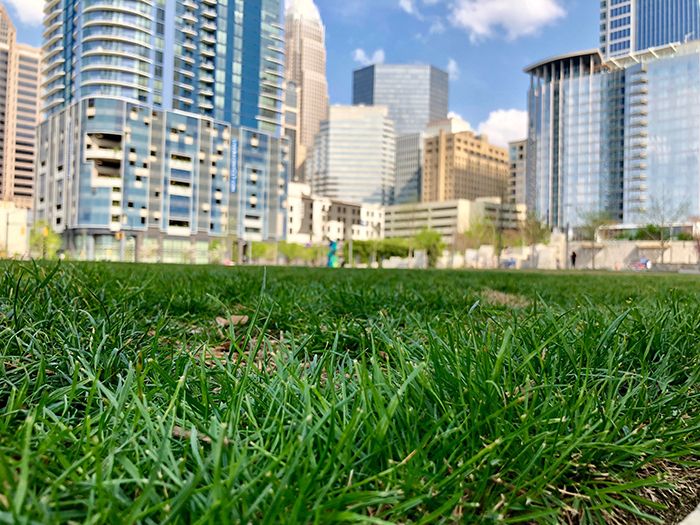 grass-allergies-in-charlotte-nc