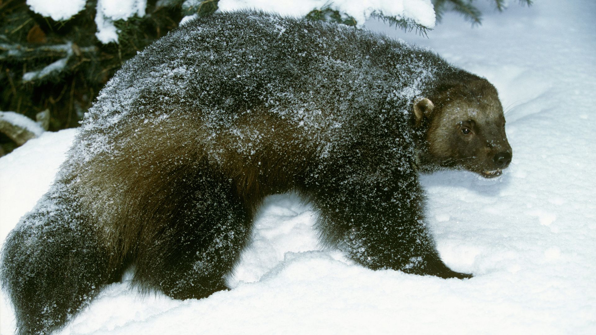 A wolverine, which is the largest member of the weasel family, in the snow. 