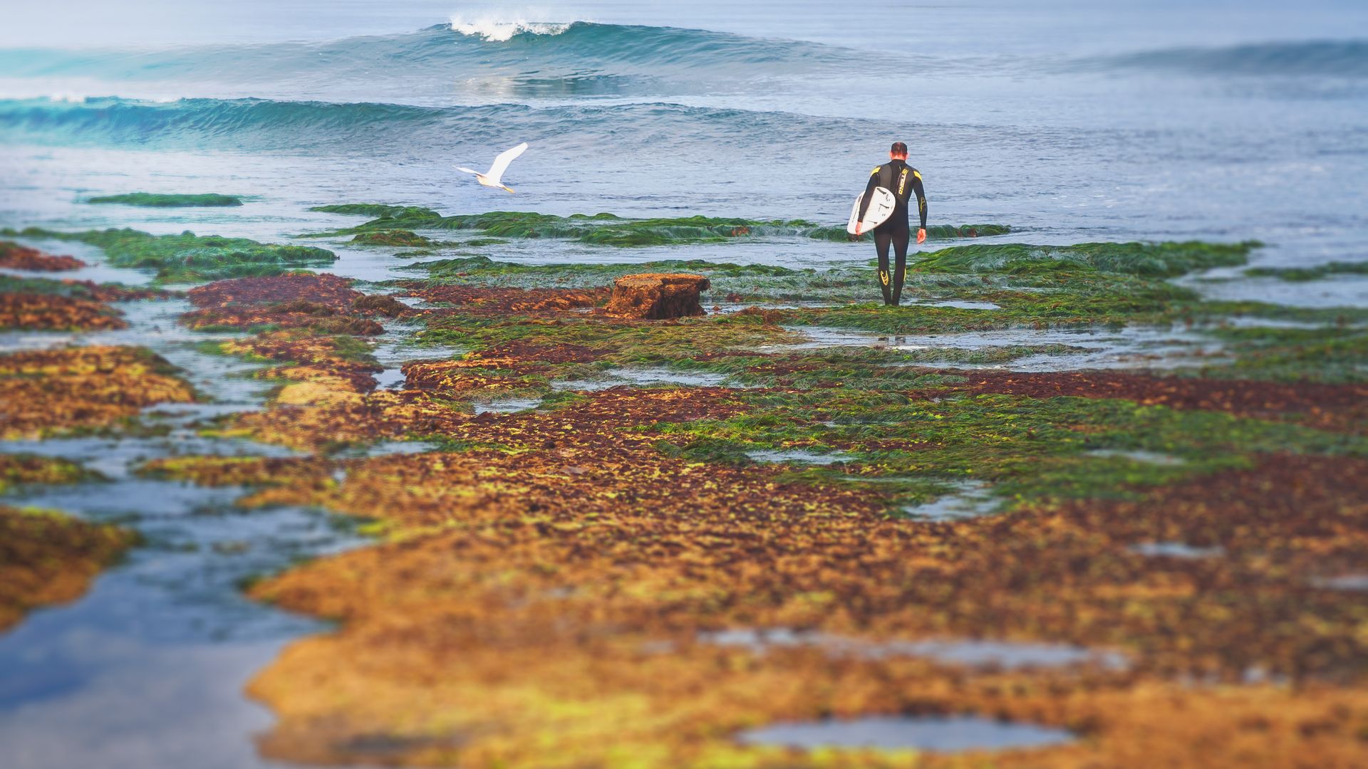 A surfer walks across tidepools during extreme low tide in La Jolla to reach the surf break