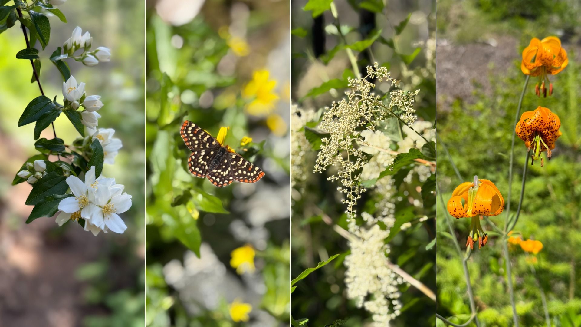 Four-panel nature collage: (1) white blossoms on a leafy vine; (2) a black-and-orange butterfly on a yellow flower; (3) delicate white flower clusters; (4) tall orange-spotted lilies in a green field.