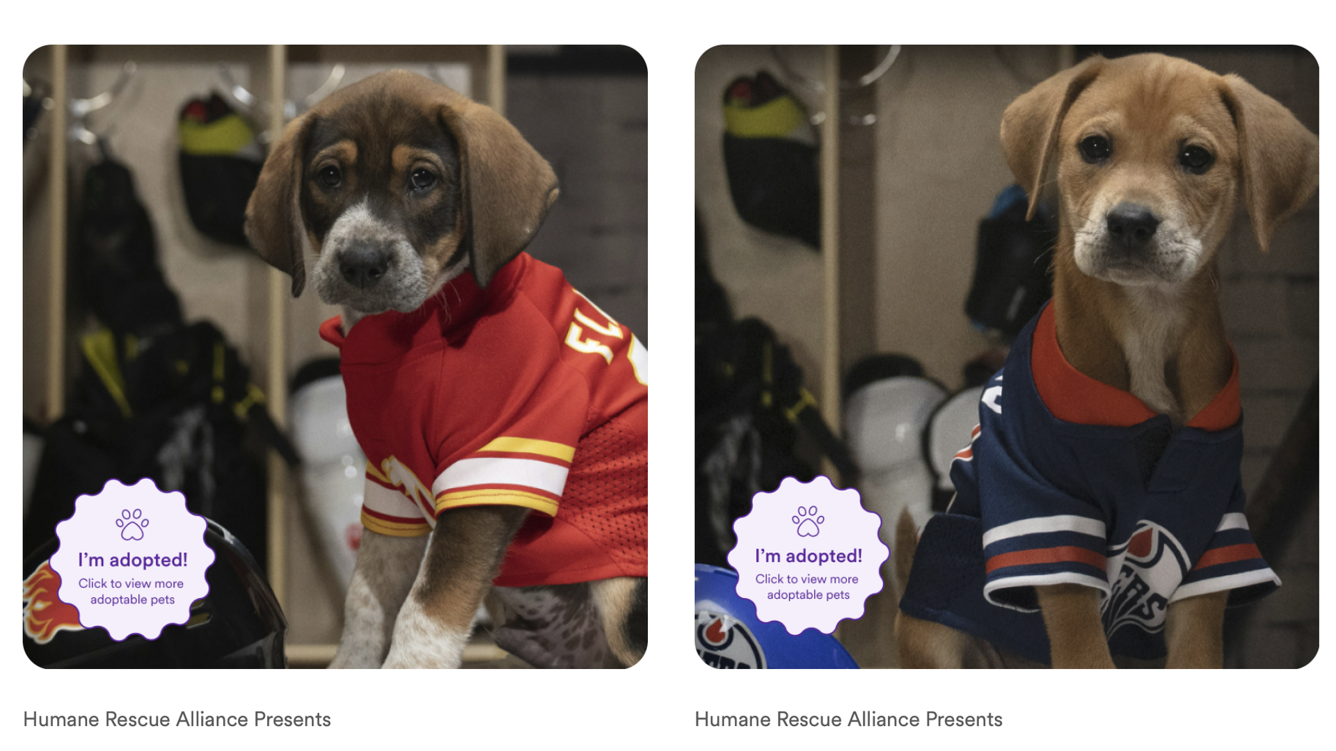 Two of the competitors from the 2025 Stanley Pup competition