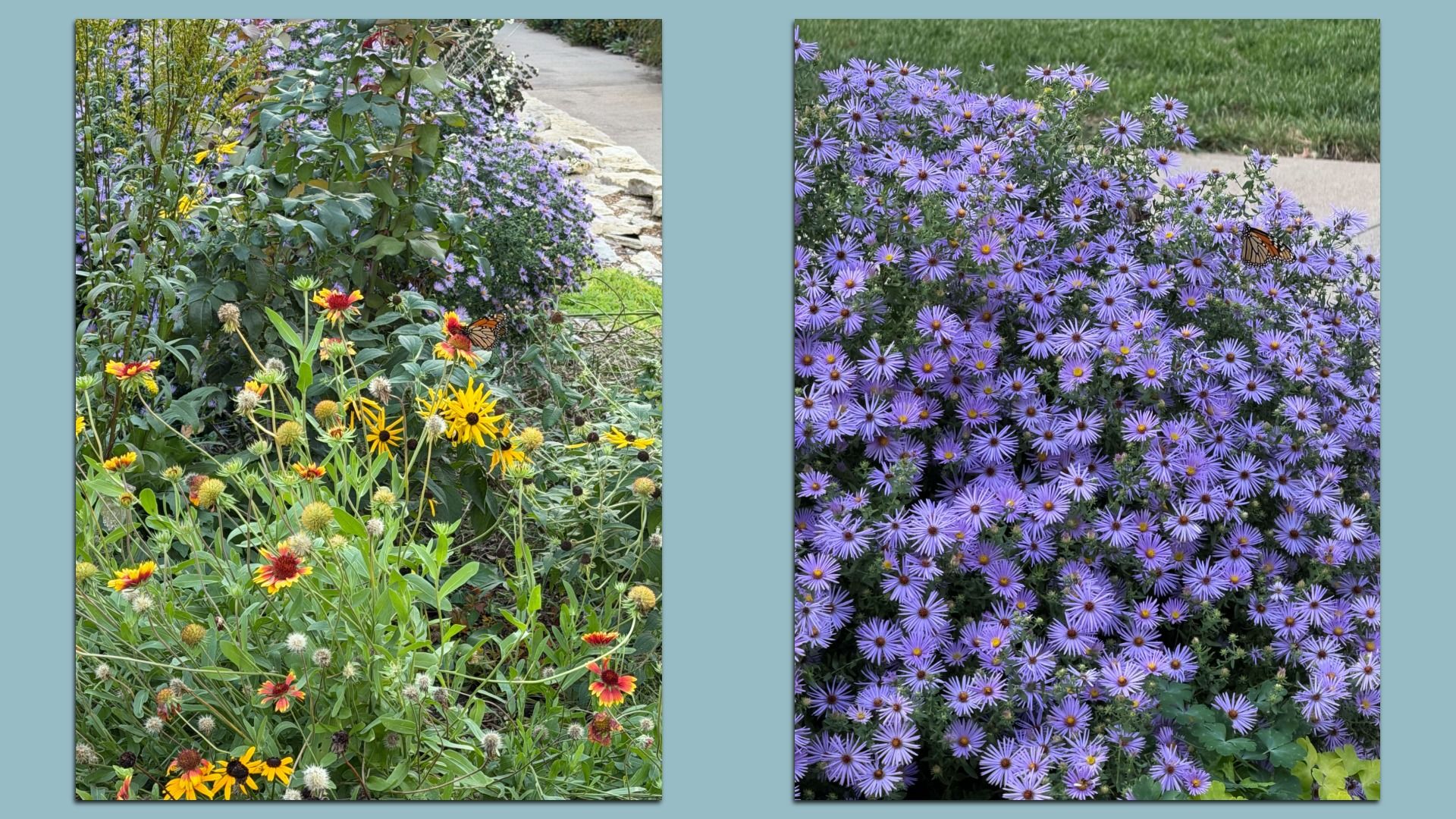 Two side-by-side images of gardens: left with yellow and red flowers with a monarch butterfly, right with purple flowers and a monarch butterfly near a sidewalk and grass.