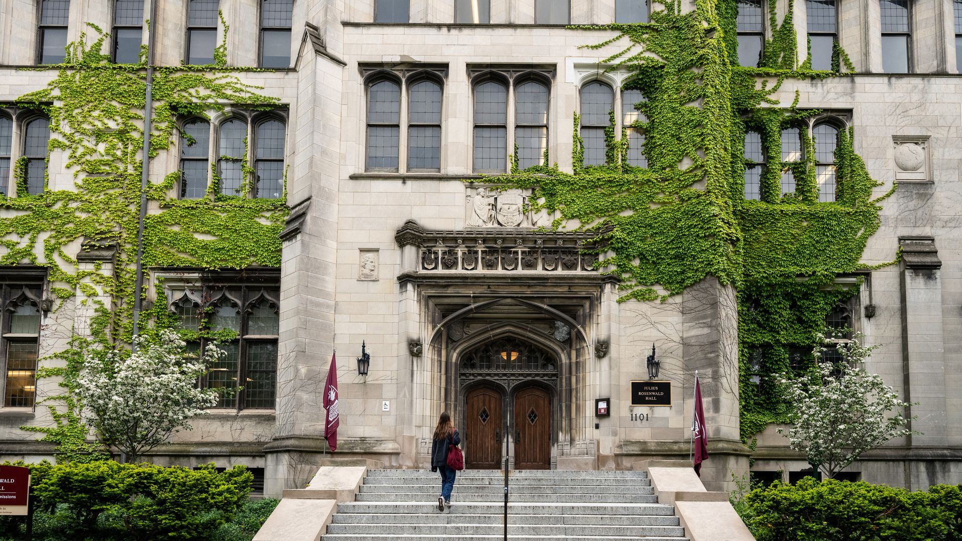 Front of University of Chicago classical building with green ivy growing up the front and a woman with long hair walking up the steps.