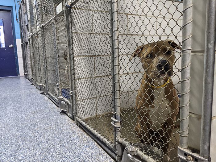 Mecklenburg County Animal Control