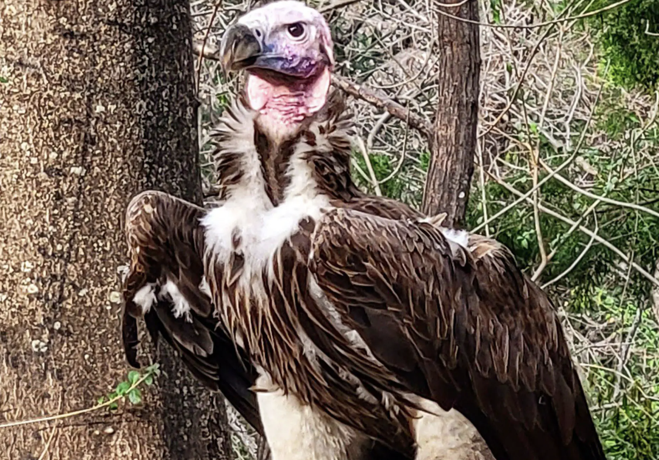 Lappet-faced Vulture