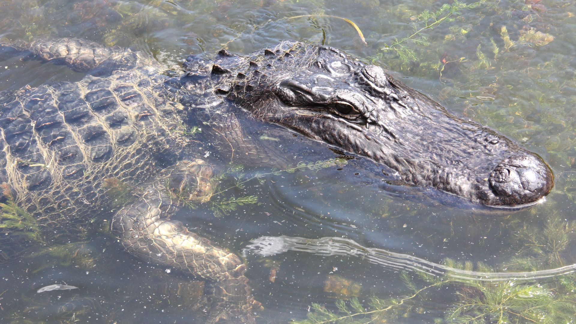 An alligator swims in swamp water. The water is mostly clear, and the front of the alligator's body can be seen just below the surface.