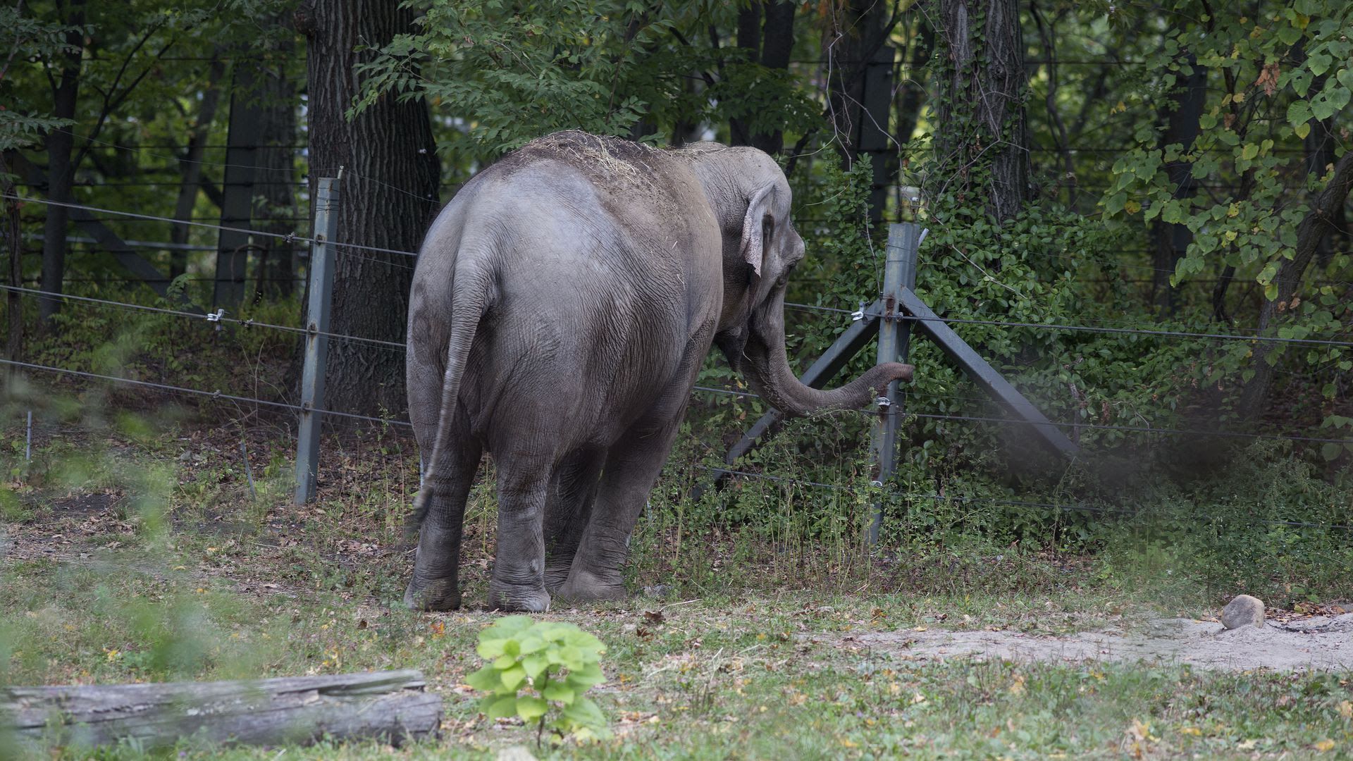Patty, an Asian elephant who lived with the Bronx Zoo's other remaining elephant Happy until they were separated, is seen in October 2019. Photo: Andrew Lichtenstein/Corbis via Getty Images