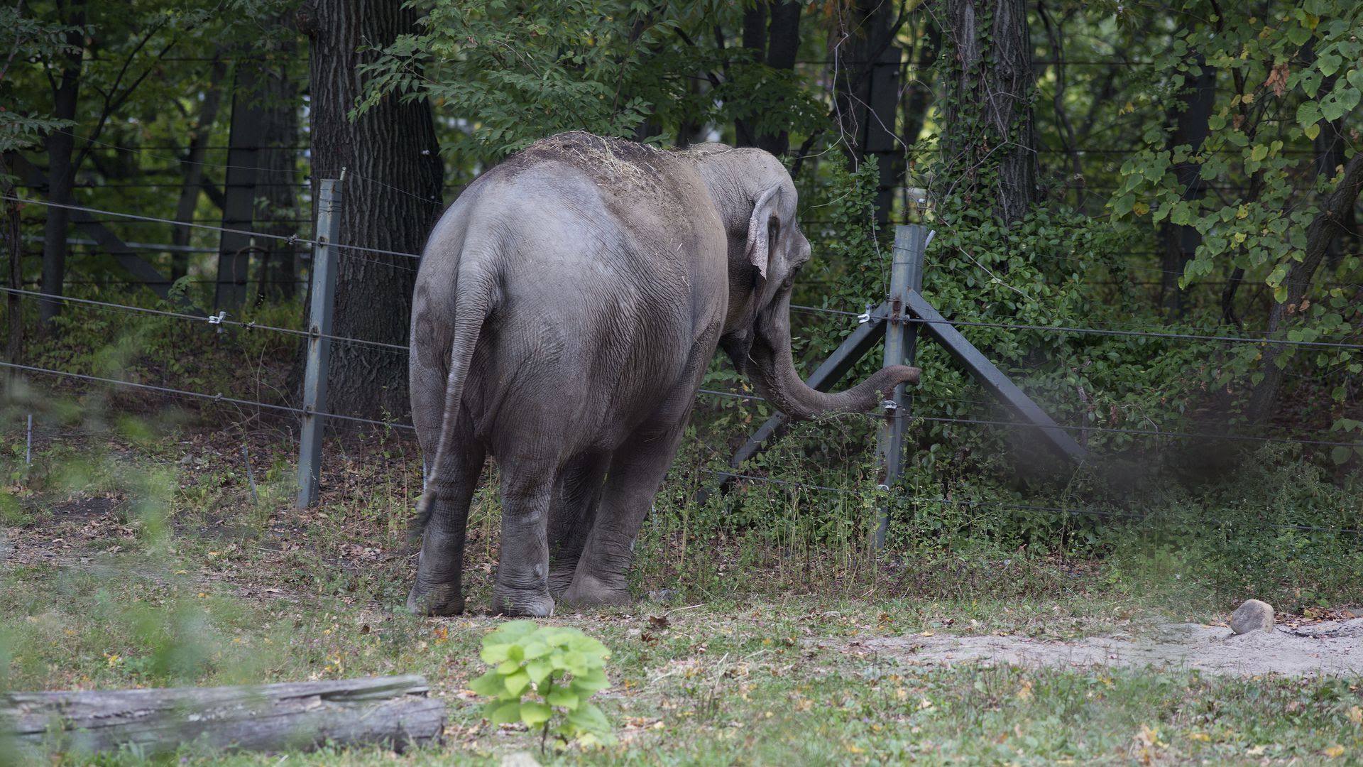 Happy the elephant gets her day in court
