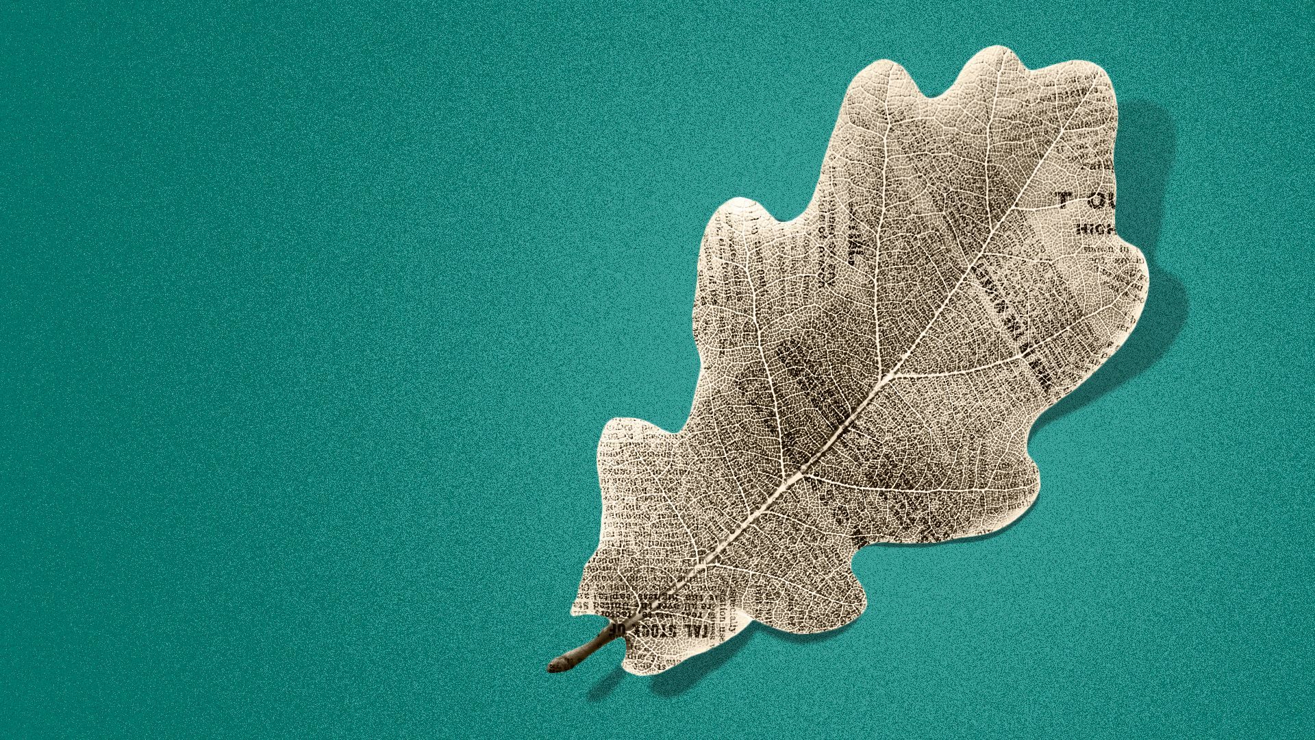 Illustration of an oak leaf with a newspaper texture on it. 