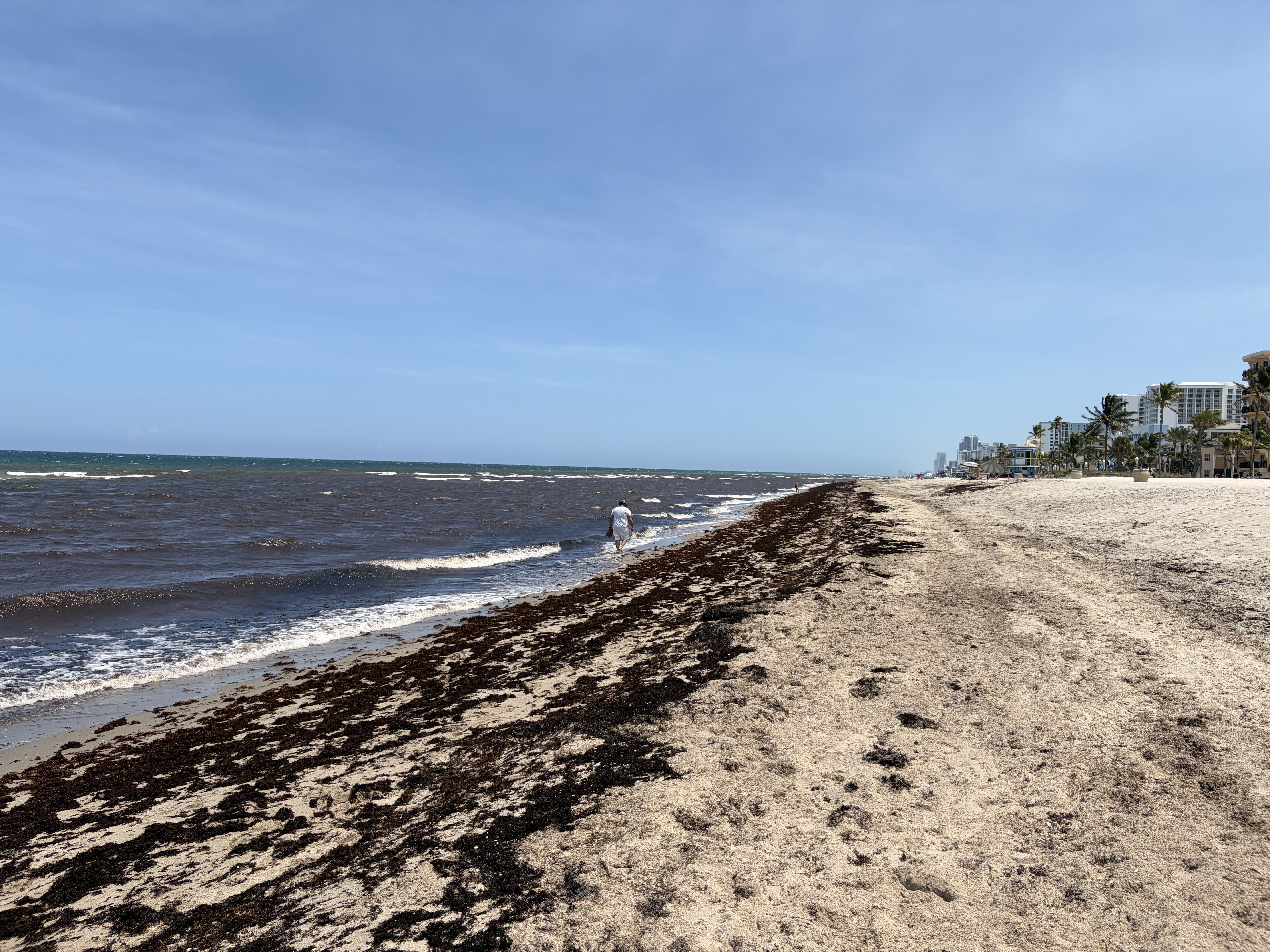 Sargassum seaweed piles up on Hollywood Beach.