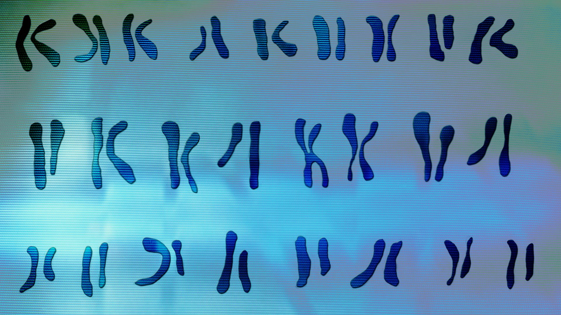 Human chromosome pairs