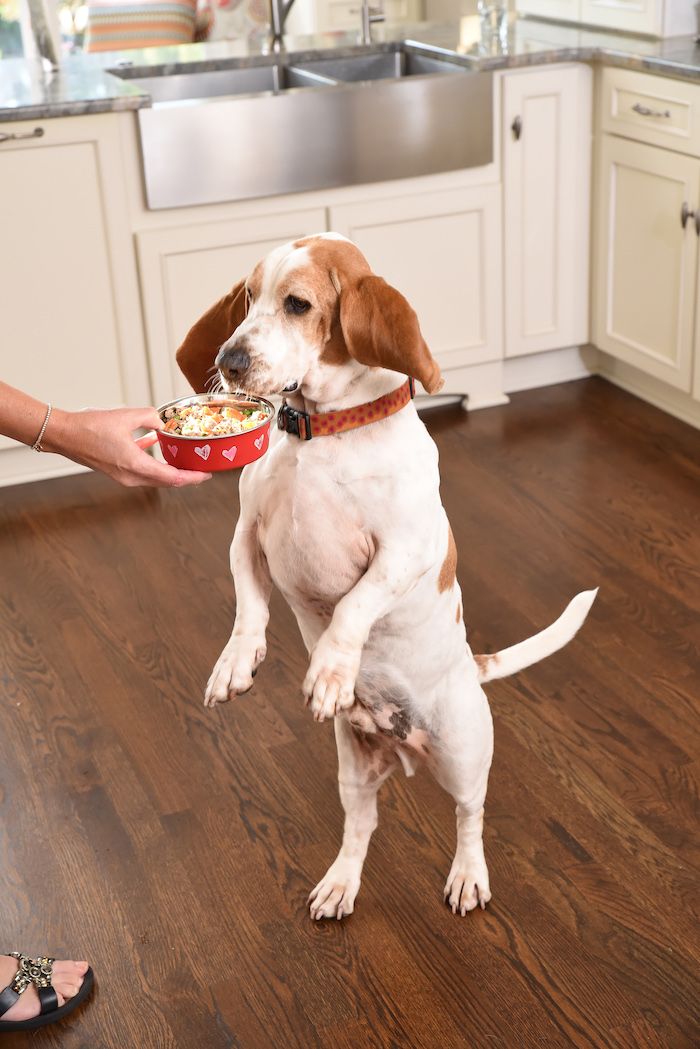 For the Love of Dutch