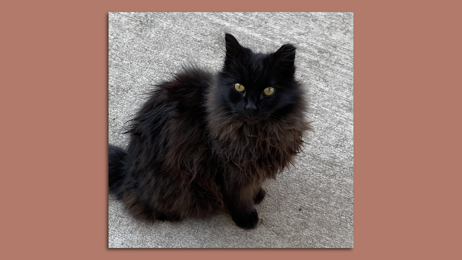 Applications flood in for Smokey, the "Coors Field Cat," who's up for(02)