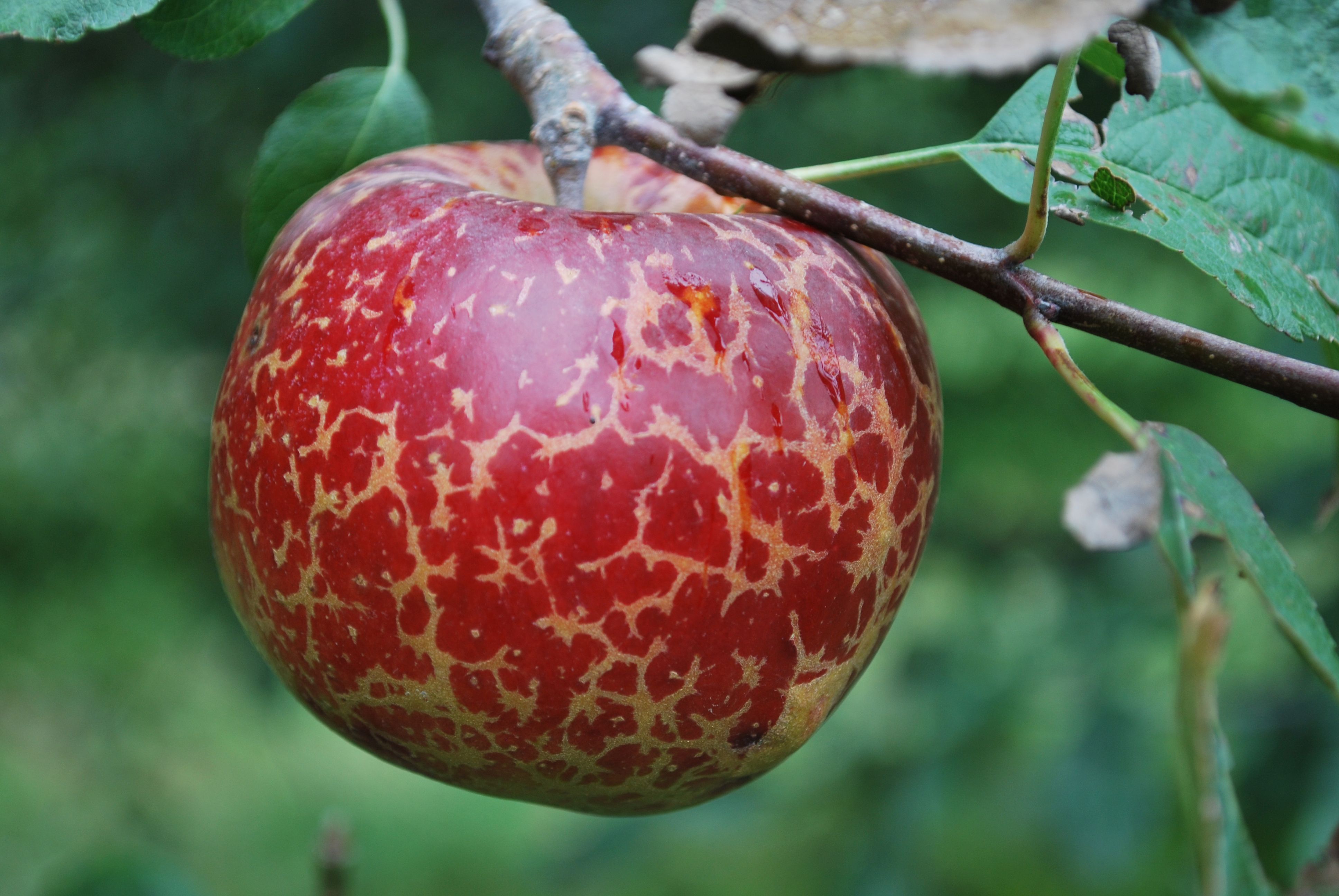 axios.com - Anna Spiegel - Why you may have to skip apple picking this fall