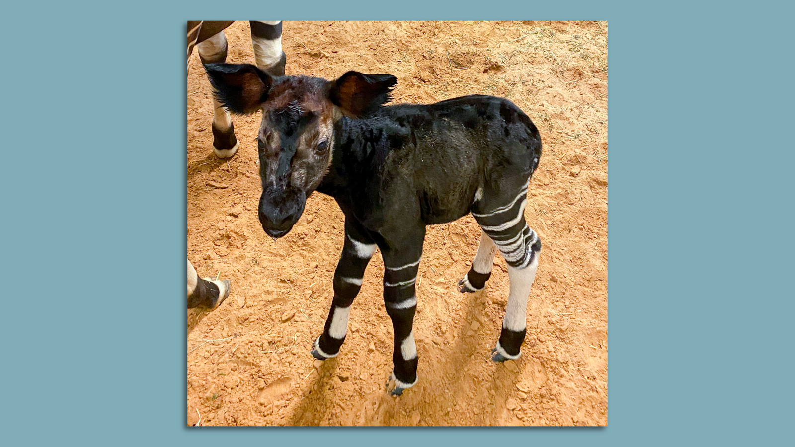 Houston Zoo Names Baby Okapi - Axios Houston