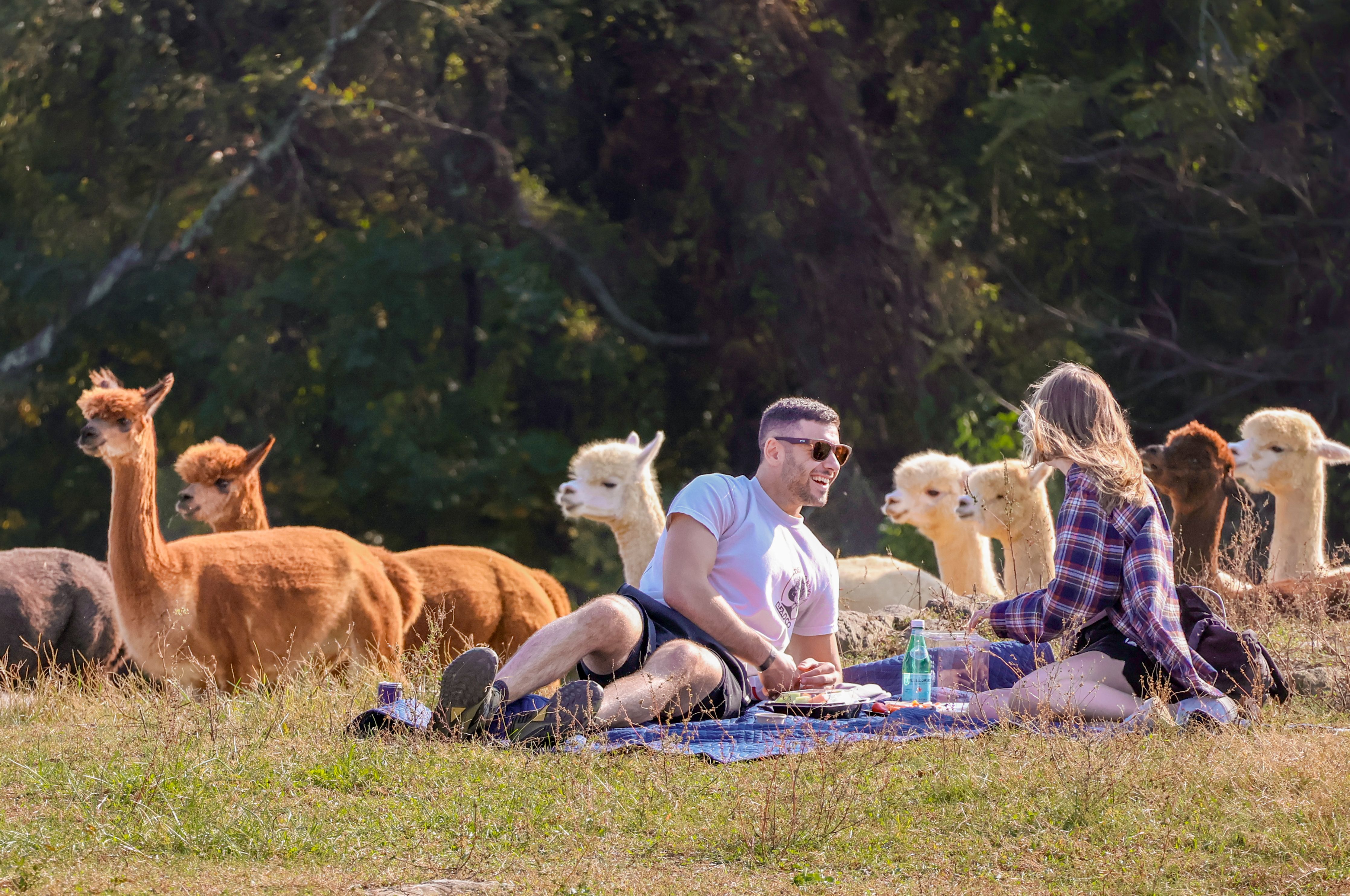 axios.com - Anna Spiegel - The best farm day trips near D.C.