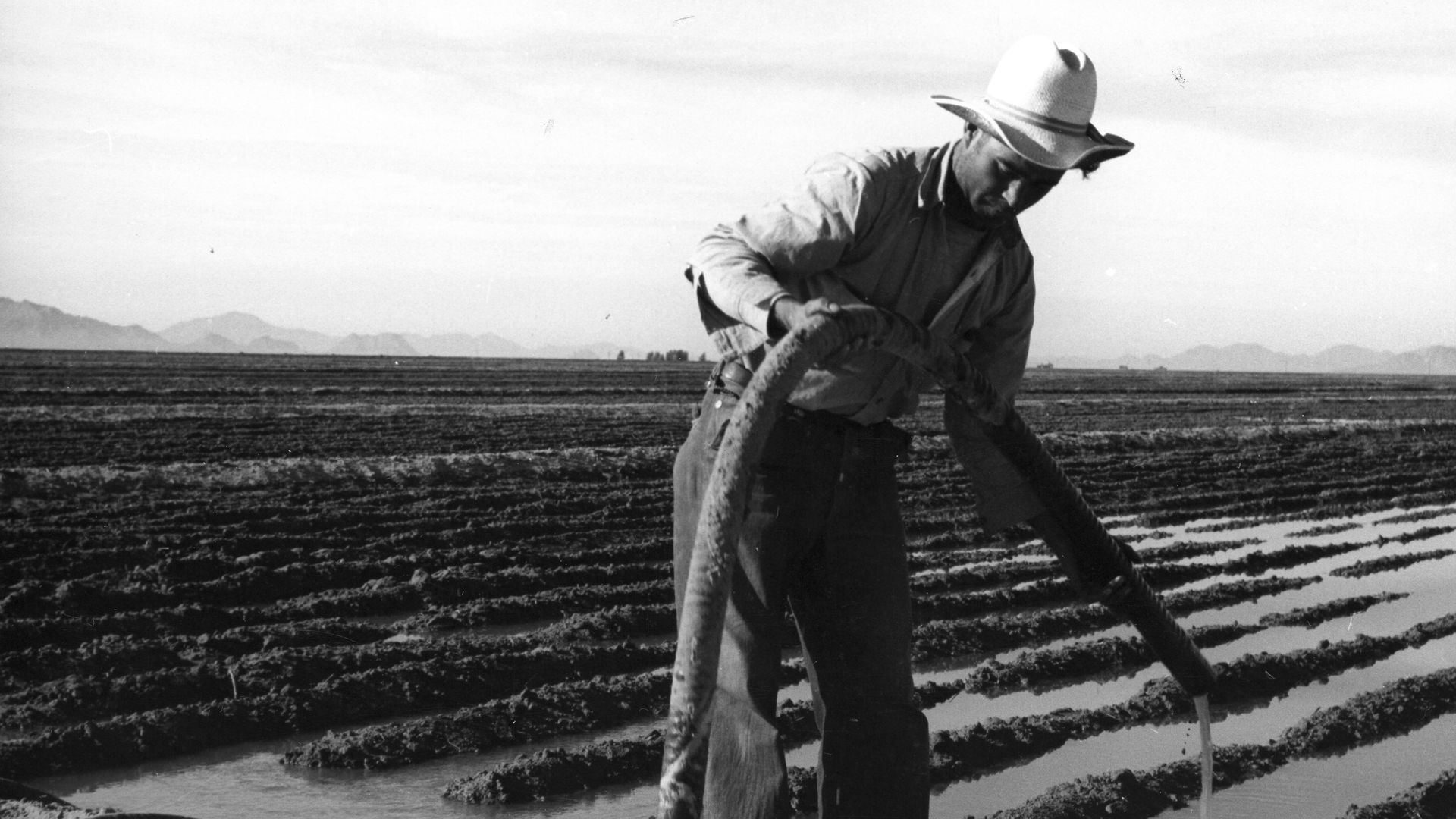 Black and white photo of a man in a broad-brimmed hat irrigating a furrowed plot of land with a large hose.