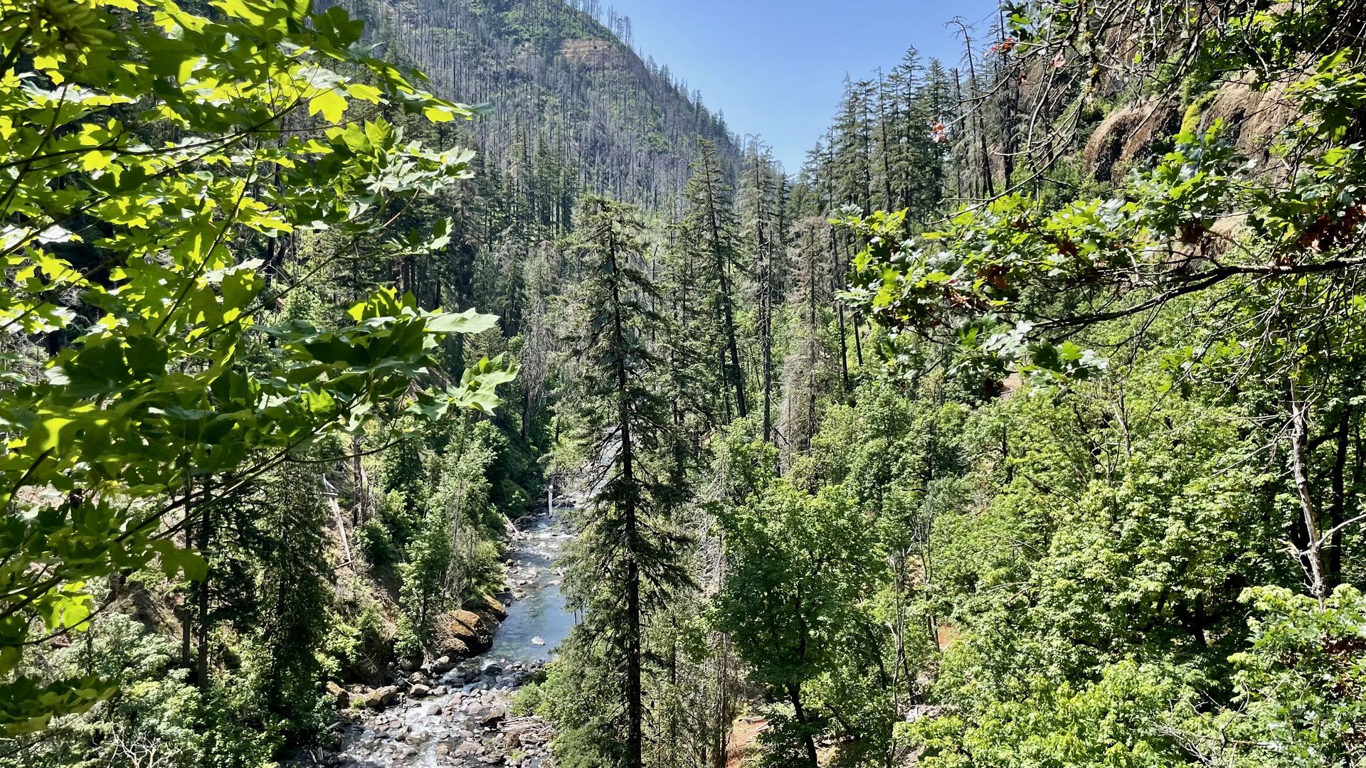 A photo of a creek running through a valley of a recovering forest from a wildfire.