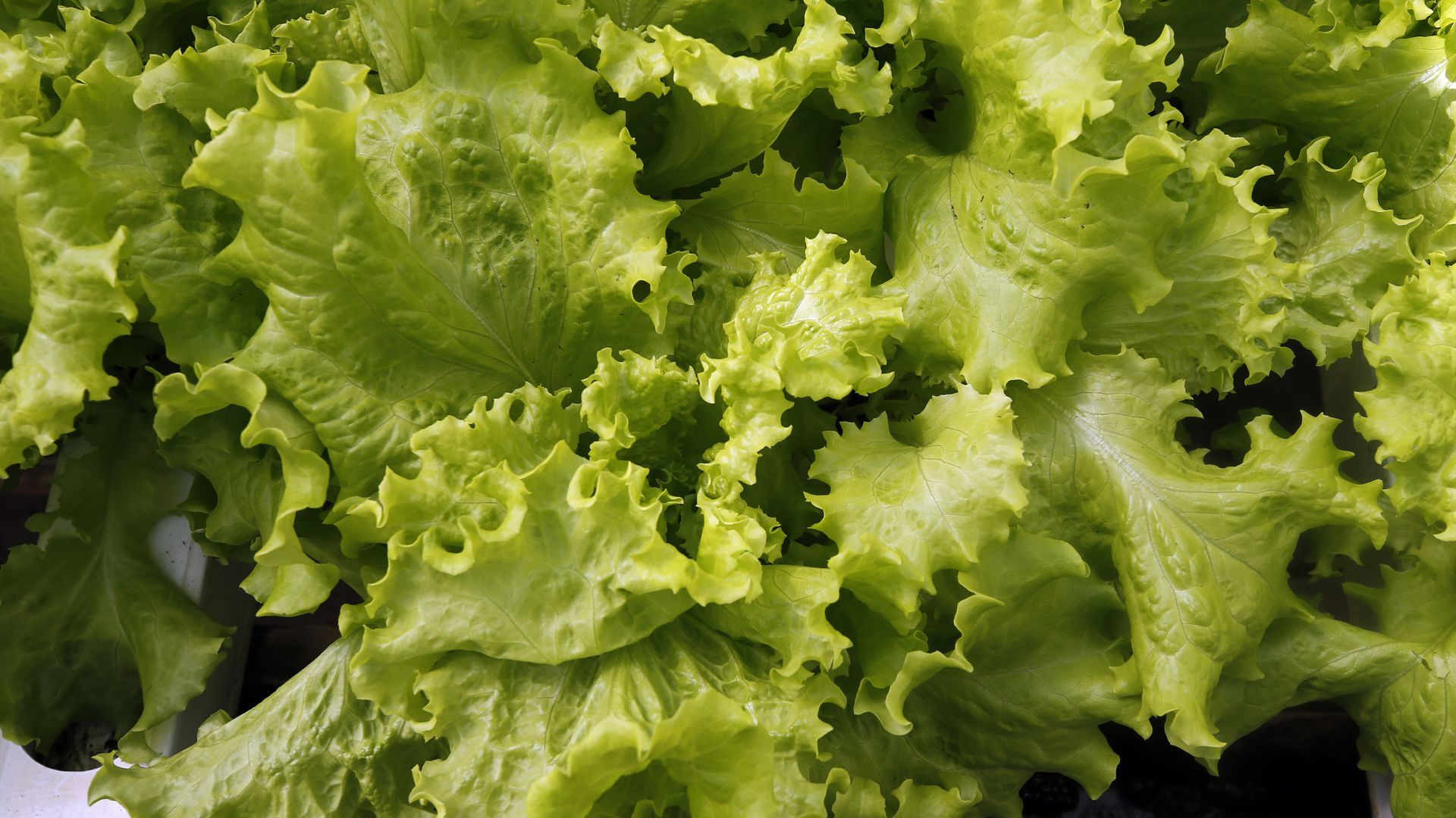 Close-up of a picture of lettuce