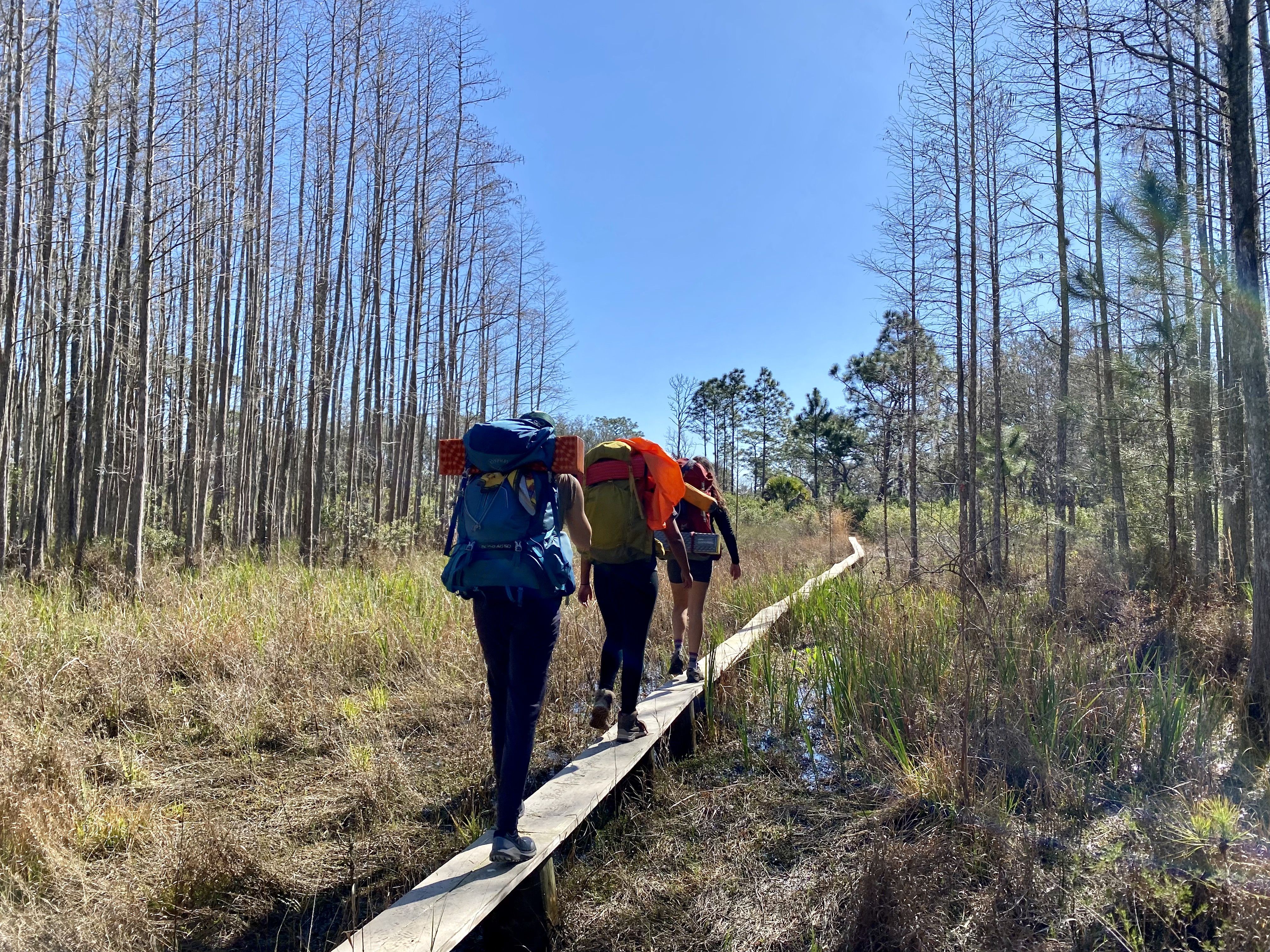 Hikers walk along a boardwalk through the Green Swamp