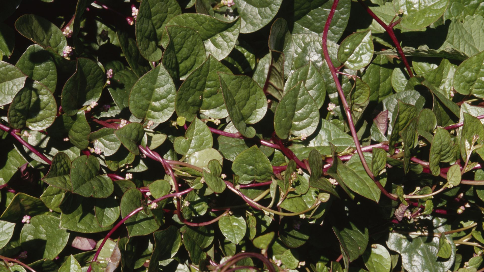 a photo of spinach growing 