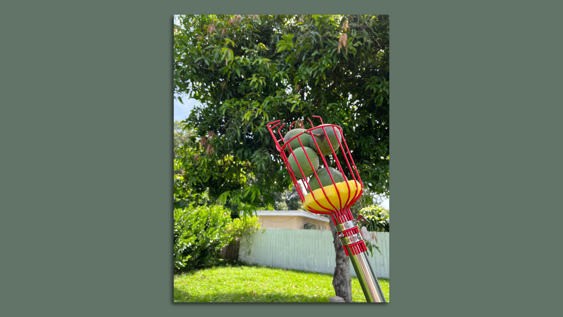 A mango picker with four mangoes in its basket, with a mango tree in the background of a backyard.