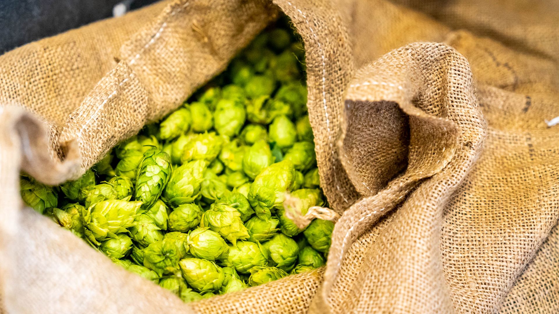 Hops in a burlap sack