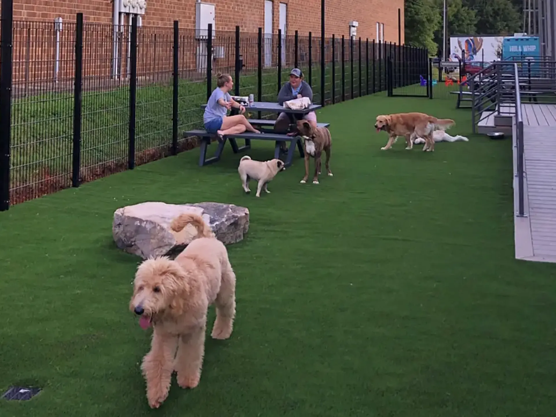 14 top doggy daycares in Charlotte - Axios Charlotte