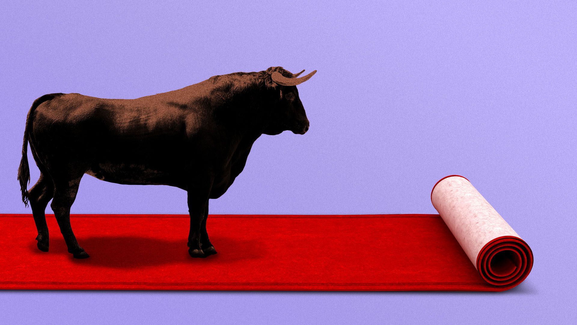 Illustration of a bull on a red carpet that's rolling up