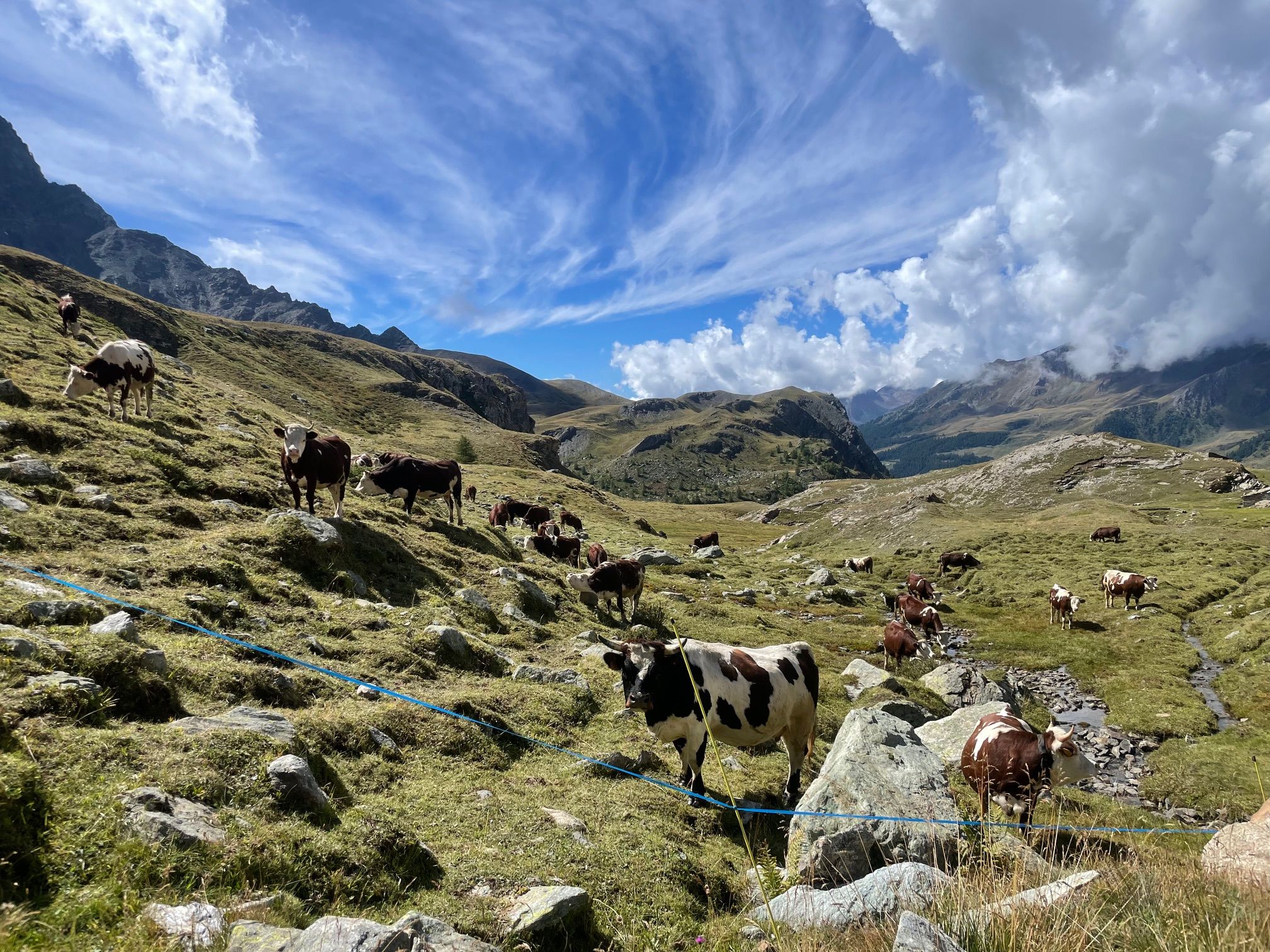 A herd of black and white and brown cows grazing on grassy hills with rocks under a blue sky with wispy white clouds and distant mountains.