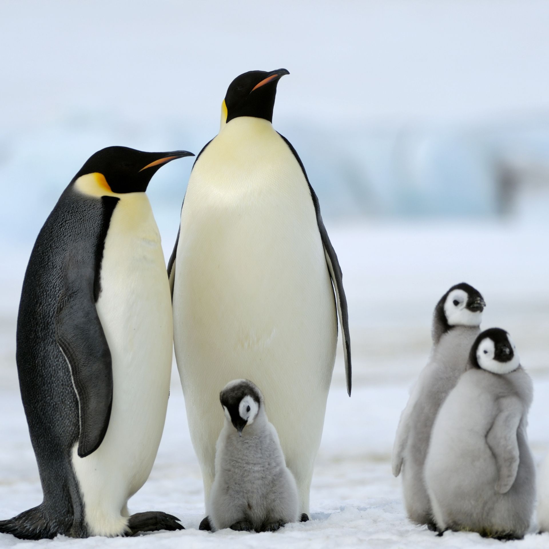 Emperor penguin colonies lost all their chicks due to ice breakup