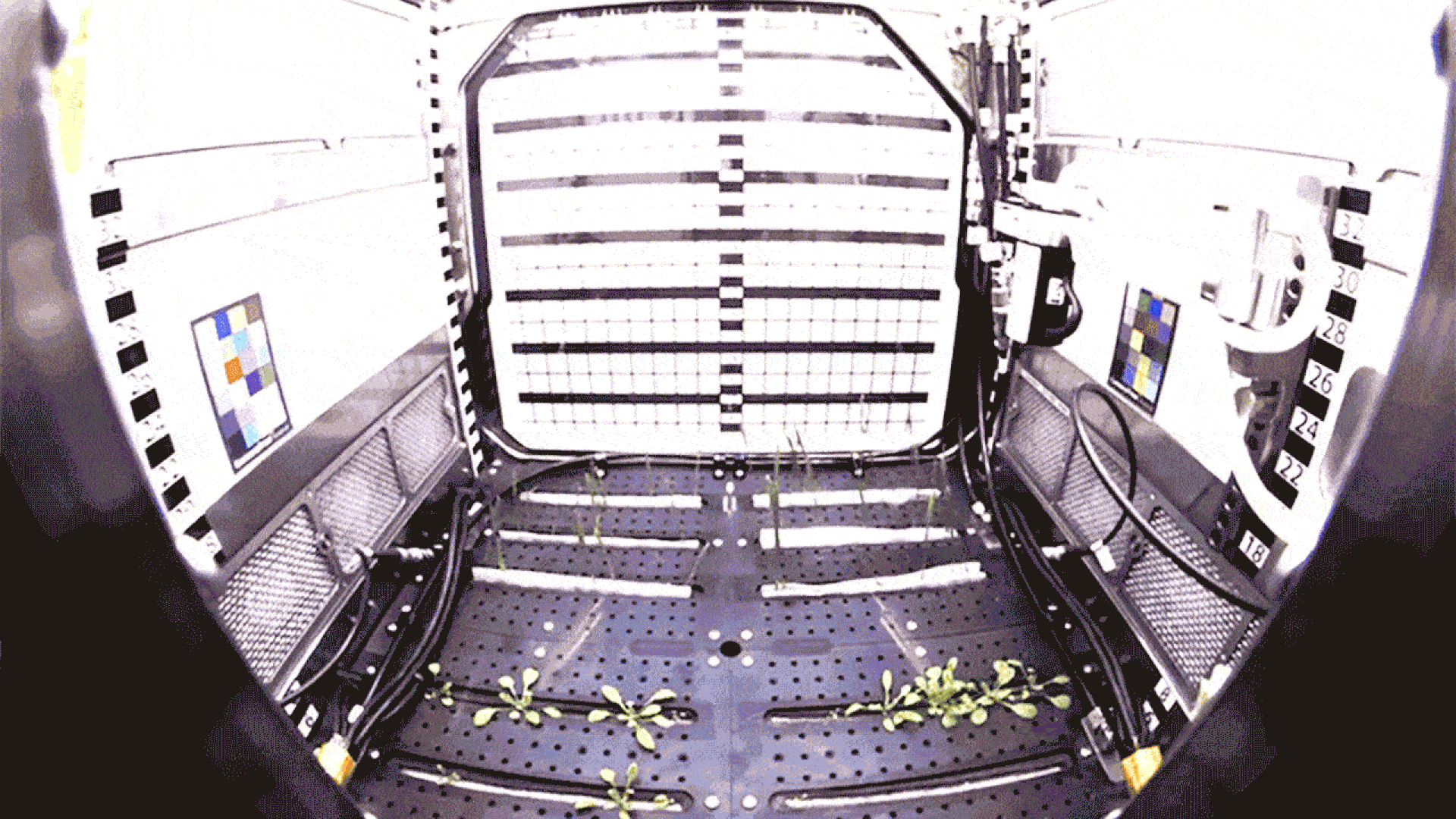 Plants growing on the International Space Station