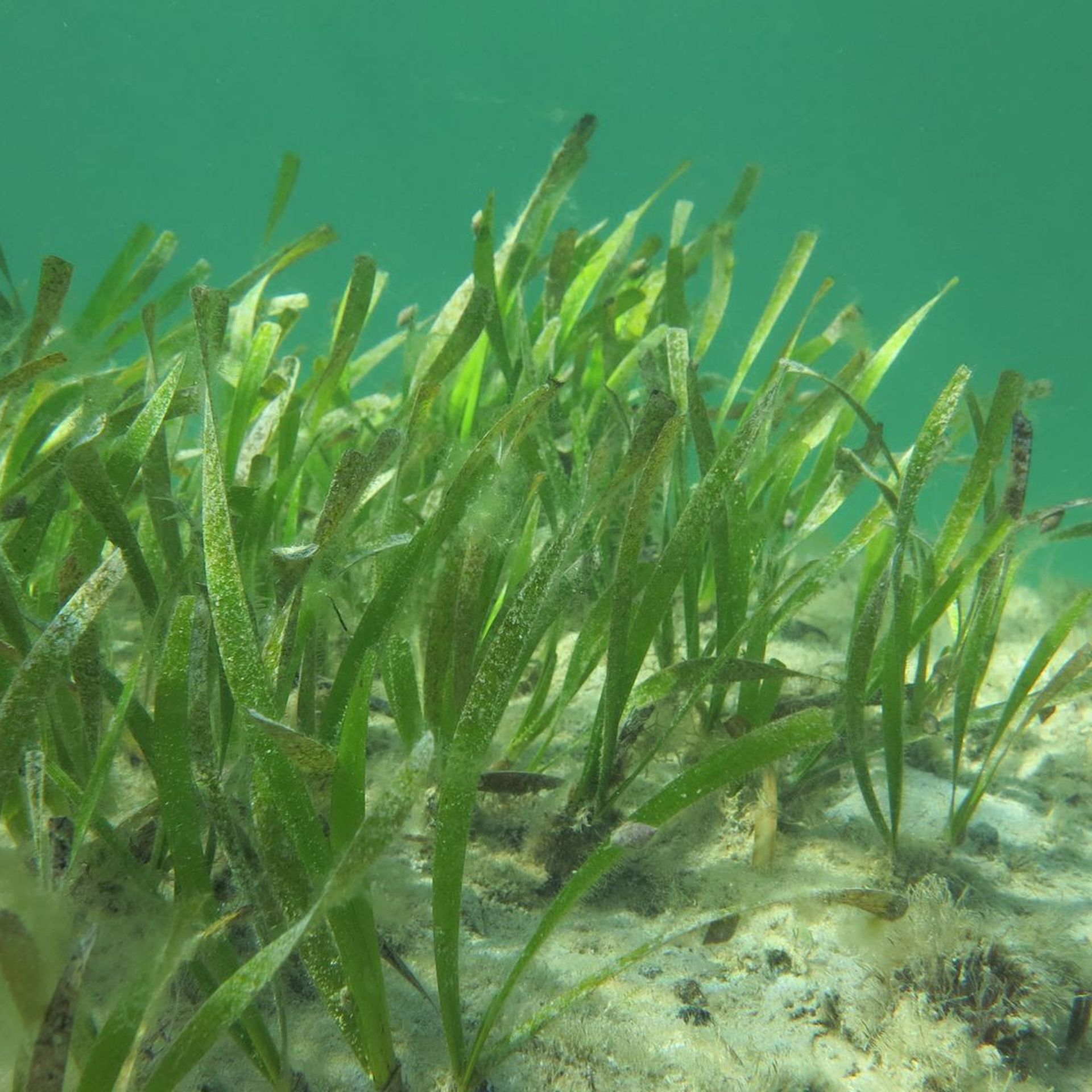 Seagrass meadows absorb less carbon dioxide than thought