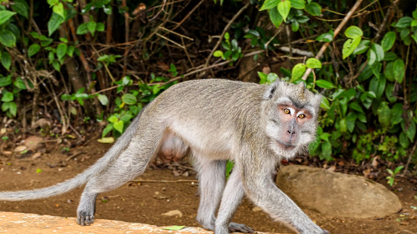U.S. sailor en route to Strait of Hormuz sidelined by monkey attack