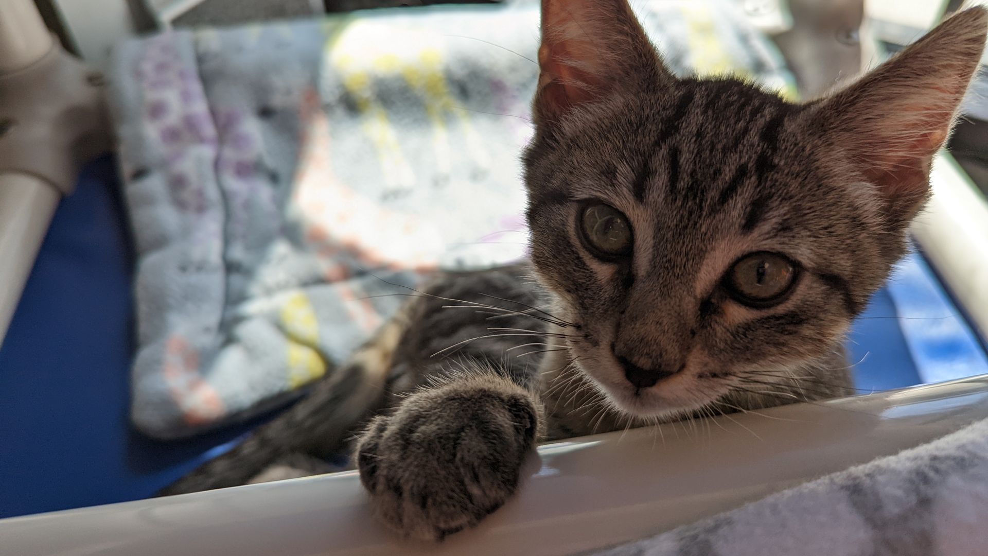 A gray striped kitten lies on a mat.