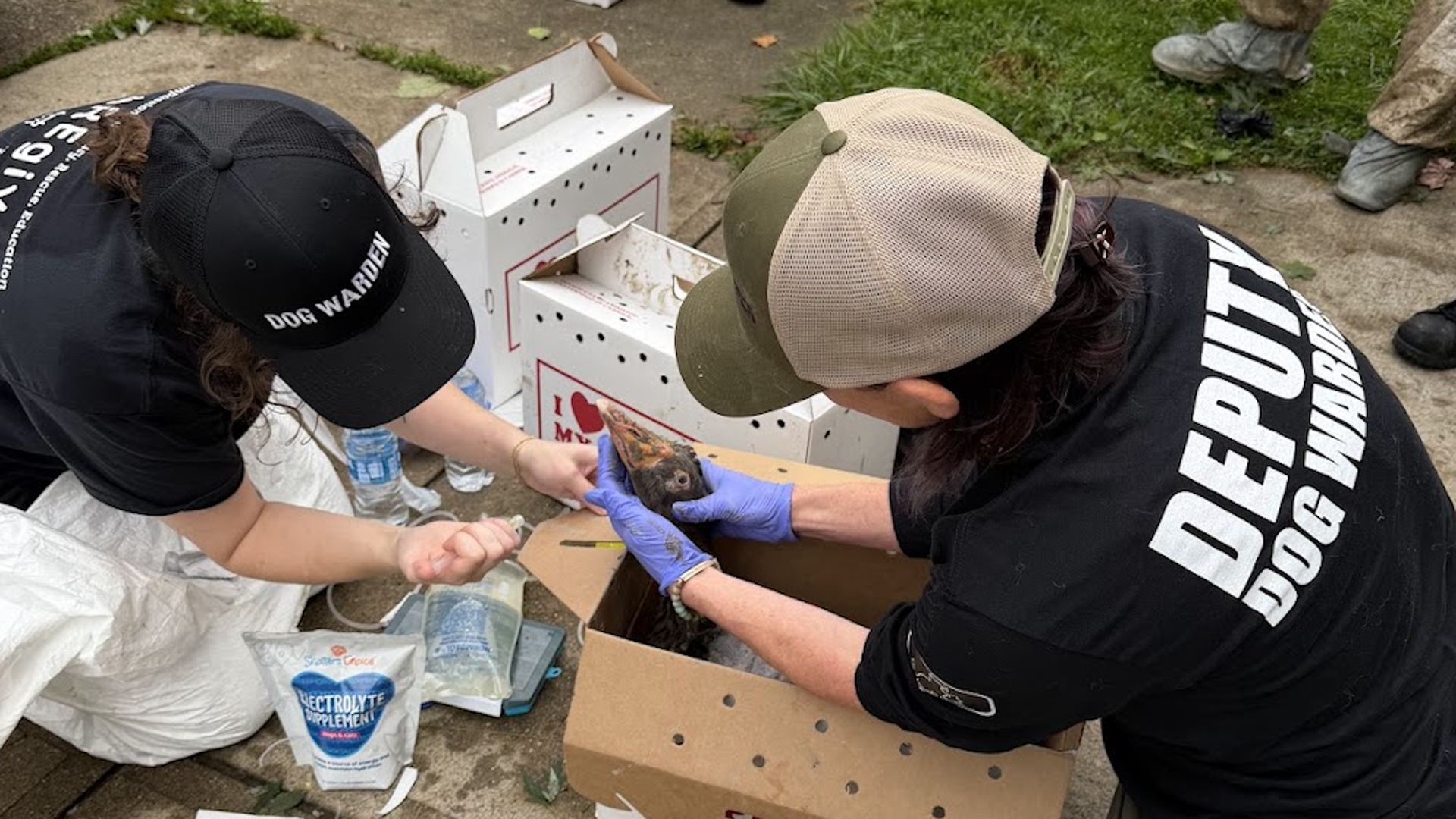 Two dog wardens wearing caps and gloves handle a small brown animal over an open, perforated cardboard crate, while one uses a syringe; they are outside on a sidewalk with supplies nearby.