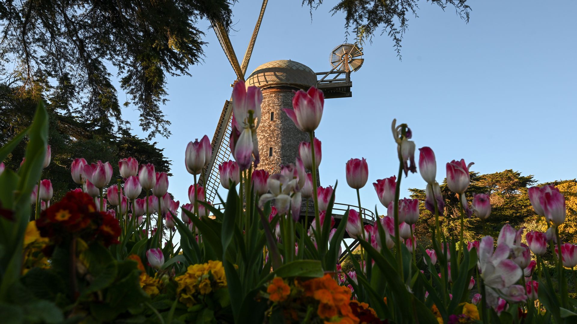 Photo of pink and white tulips in front of a windmill