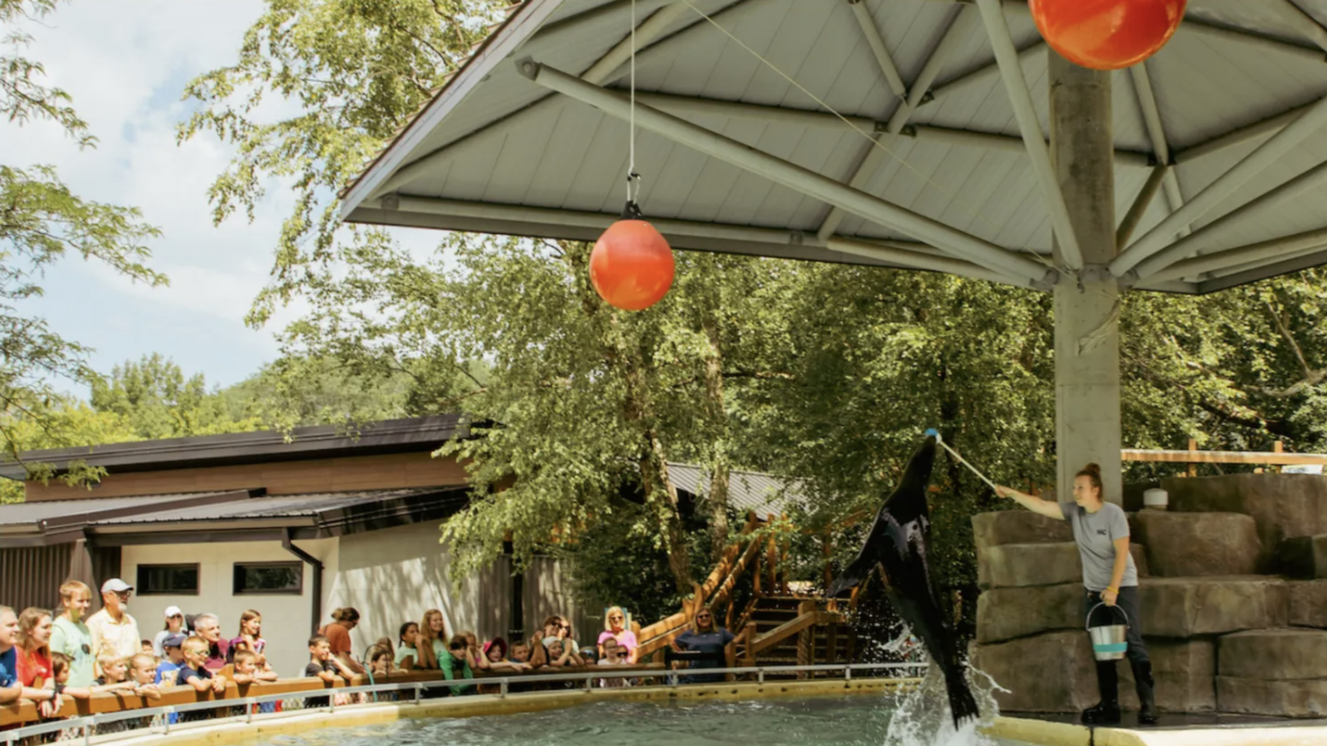 Sea Lion jumping out of the pool