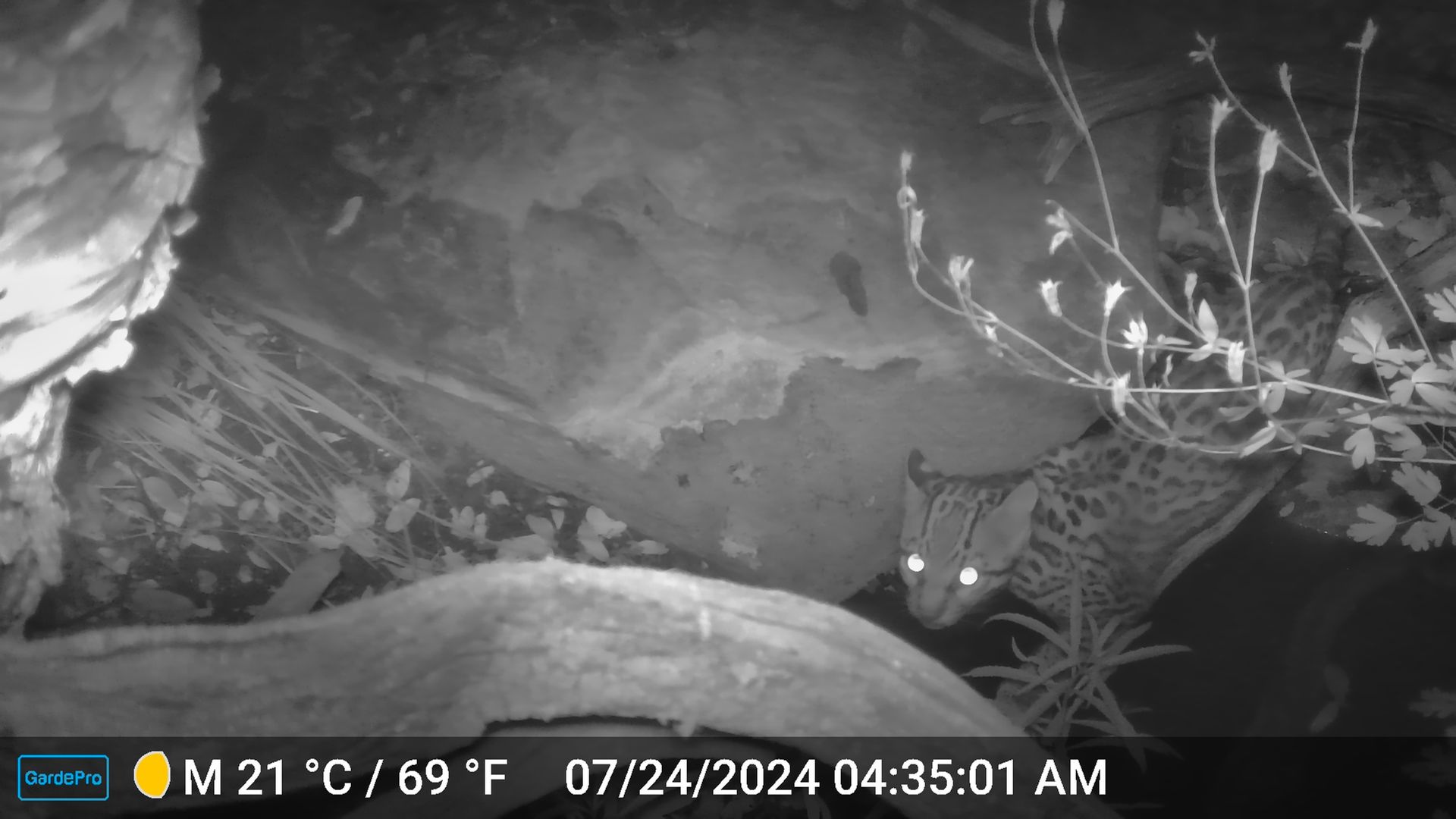 Grayscale infrared image from a wildlife camera showing a rocky wall center, sparse ground plants, and curling vines on the right; bottom overlay shows temperature and date/time.