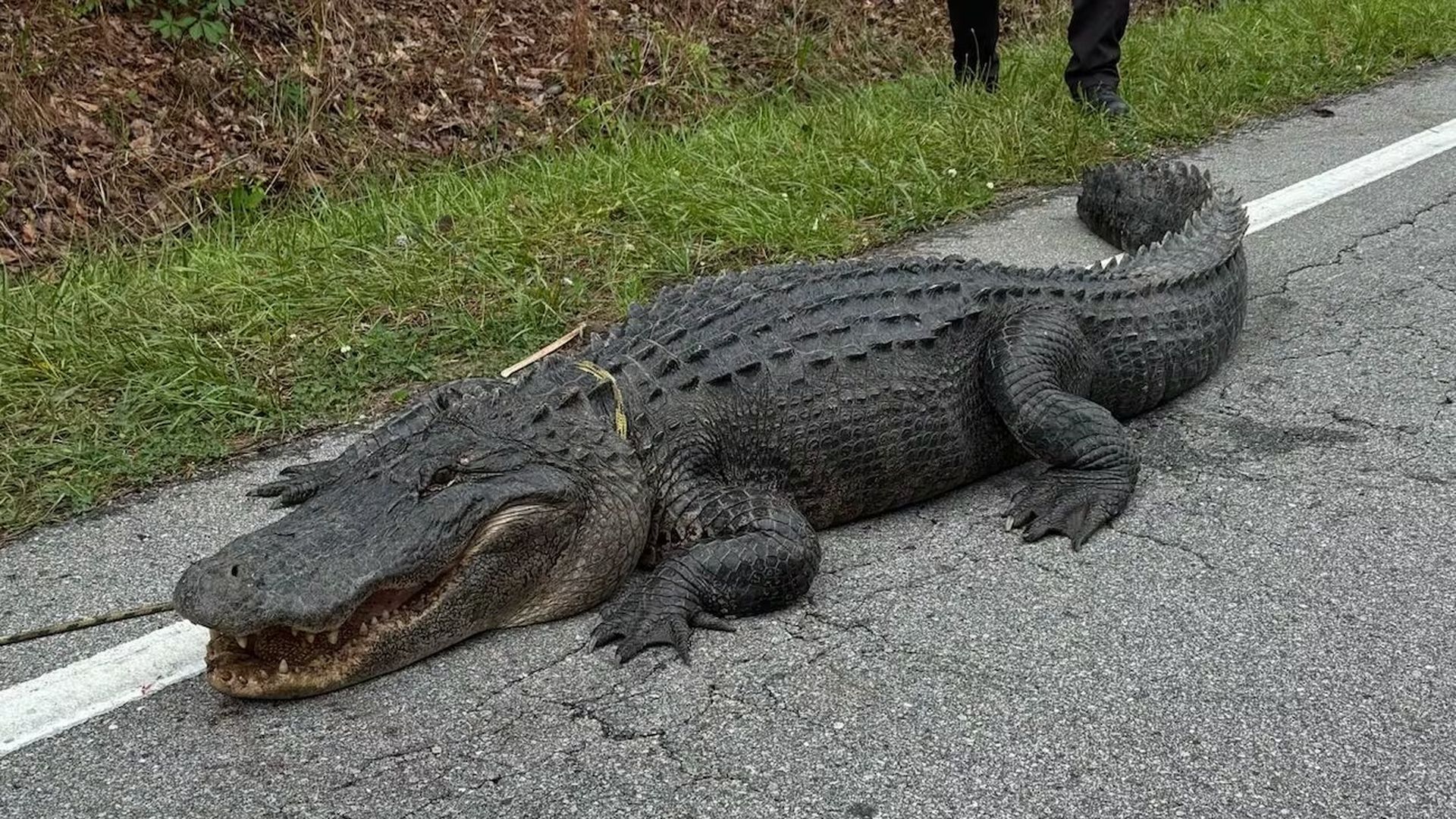 huge alligator