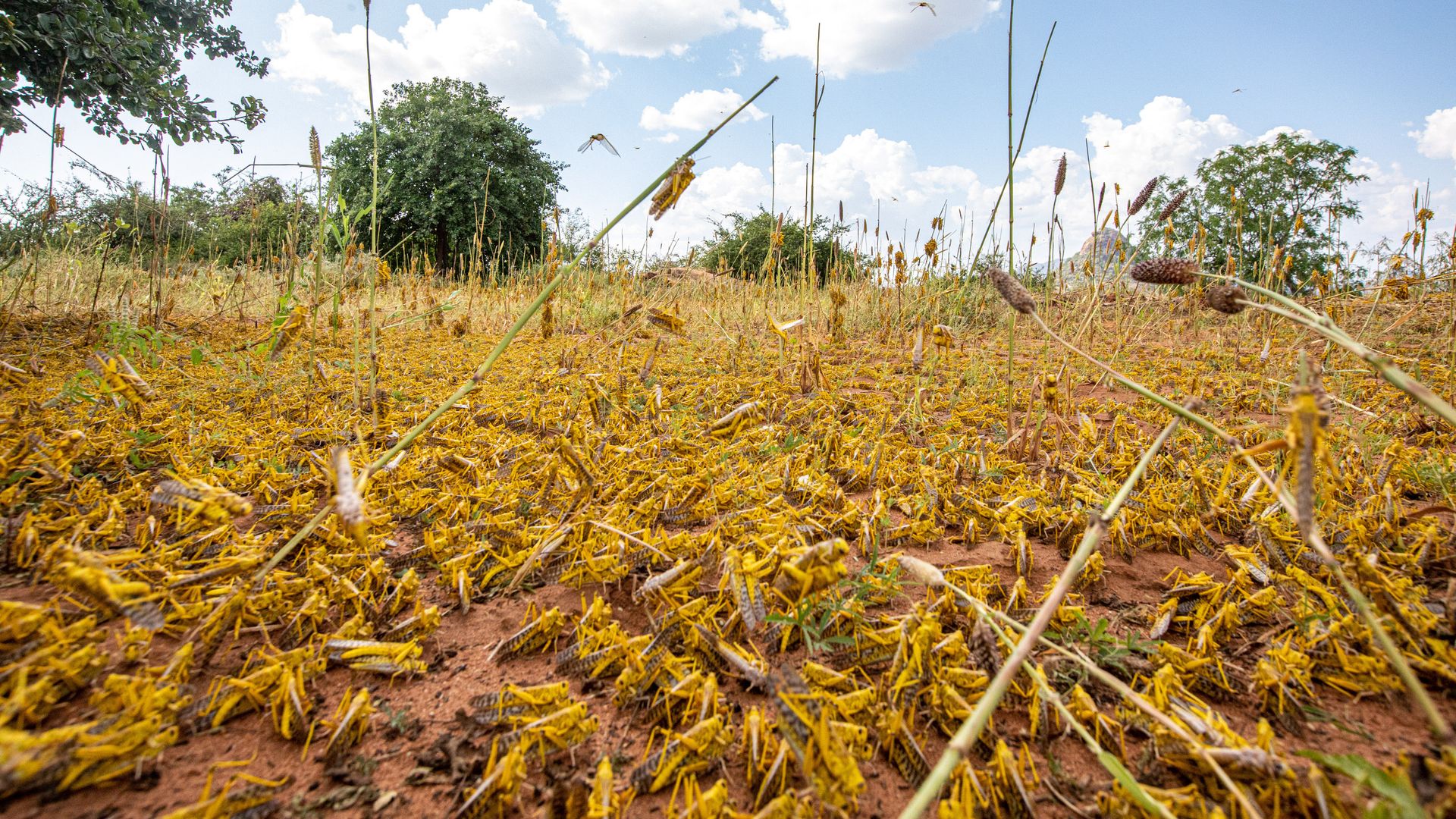 A swarm of desert locusts in Kenya