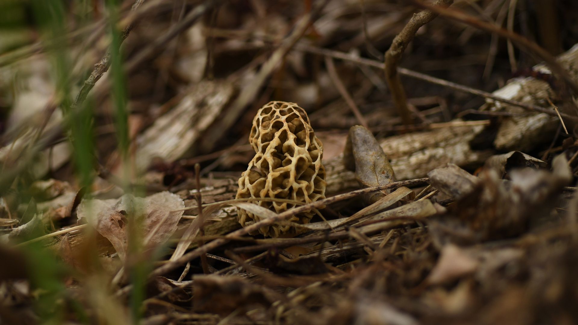 A morel, a mushroom with a brain-like cap that is brown and yellow, on a stick in the woods.