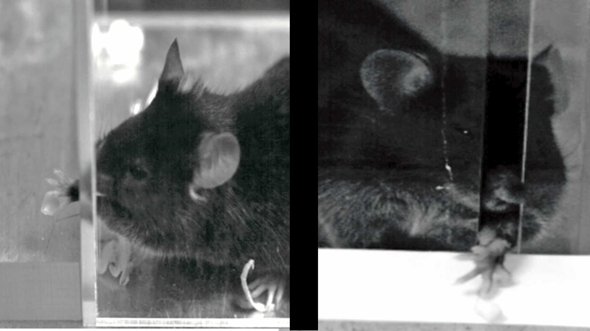 Two mice in stroke therapy experiments as they try to reach a small object