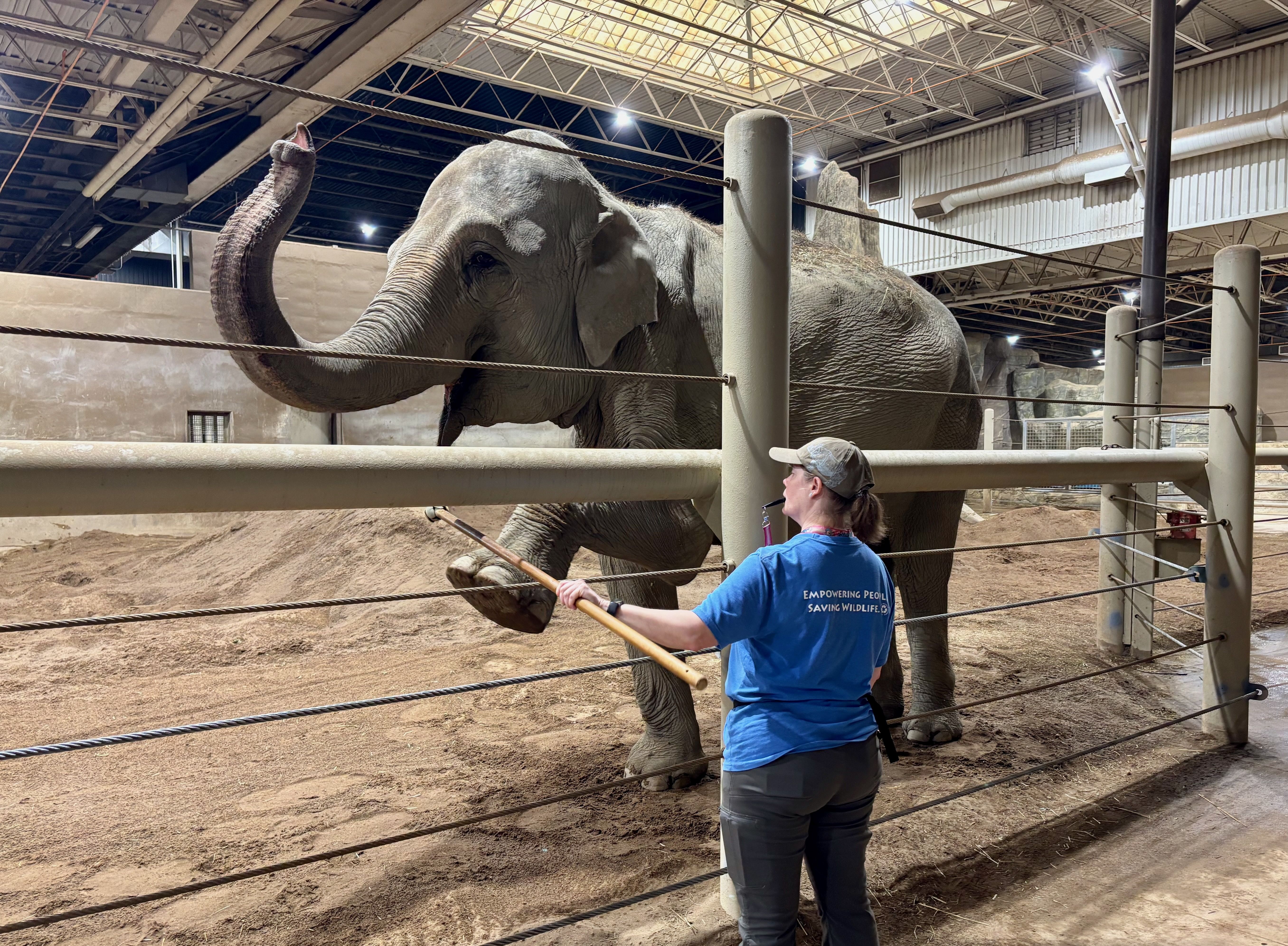 Phoebe raises her leg and trunk during "elephant yoga" as a keeper leads her with a target